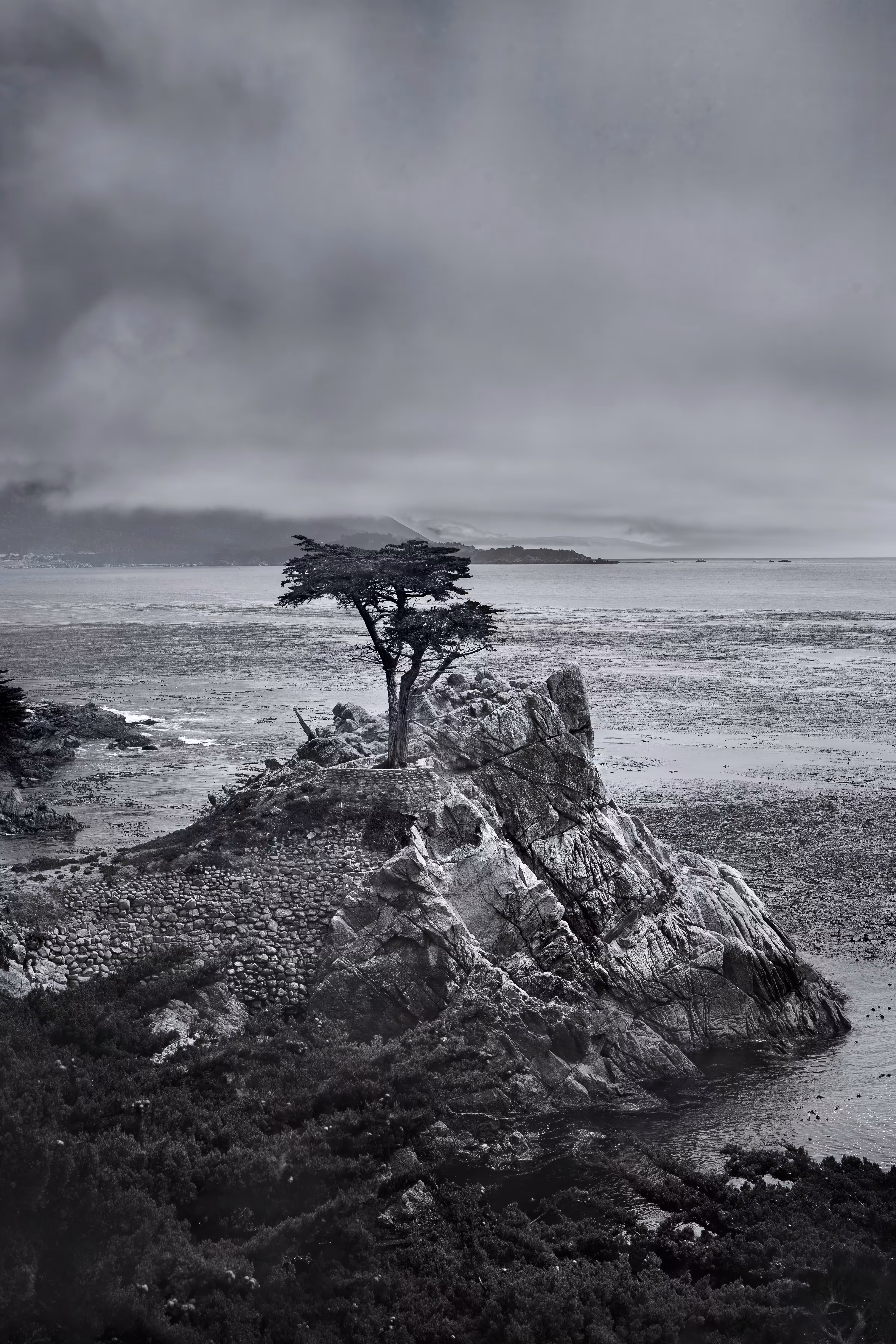 Lone Cypress | Black & White Edition