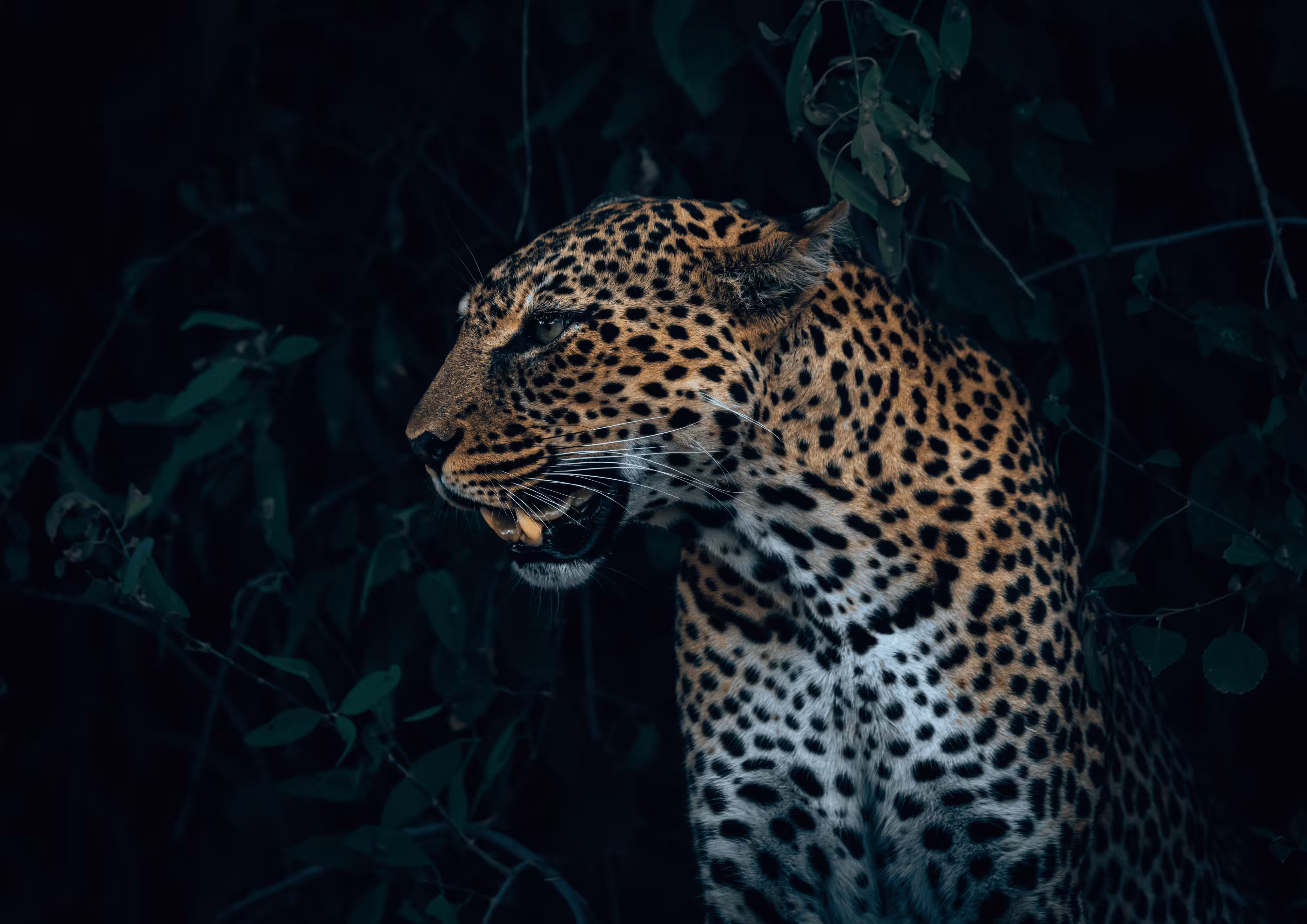 Leopard in foliage, Samburu.