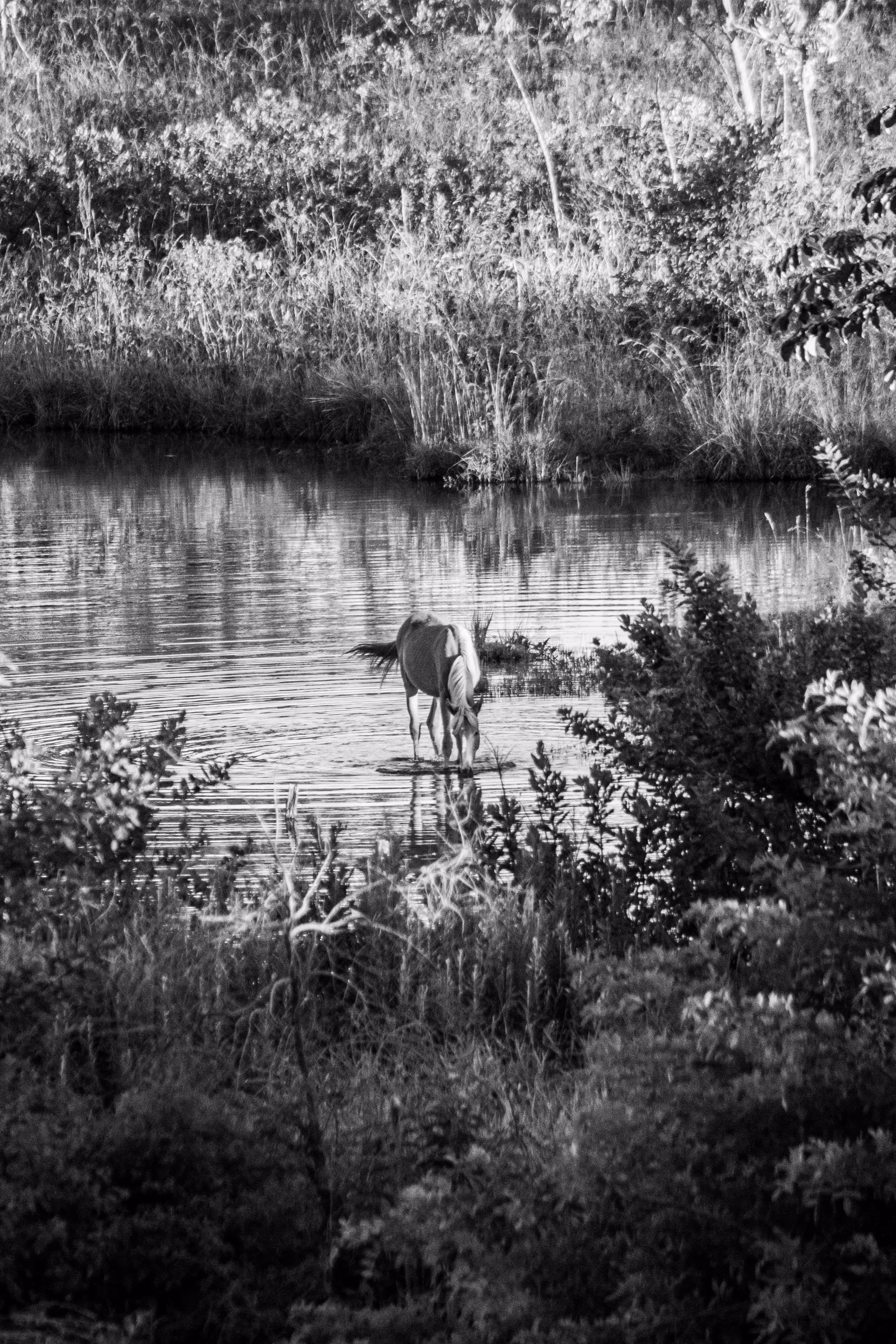 Solitude