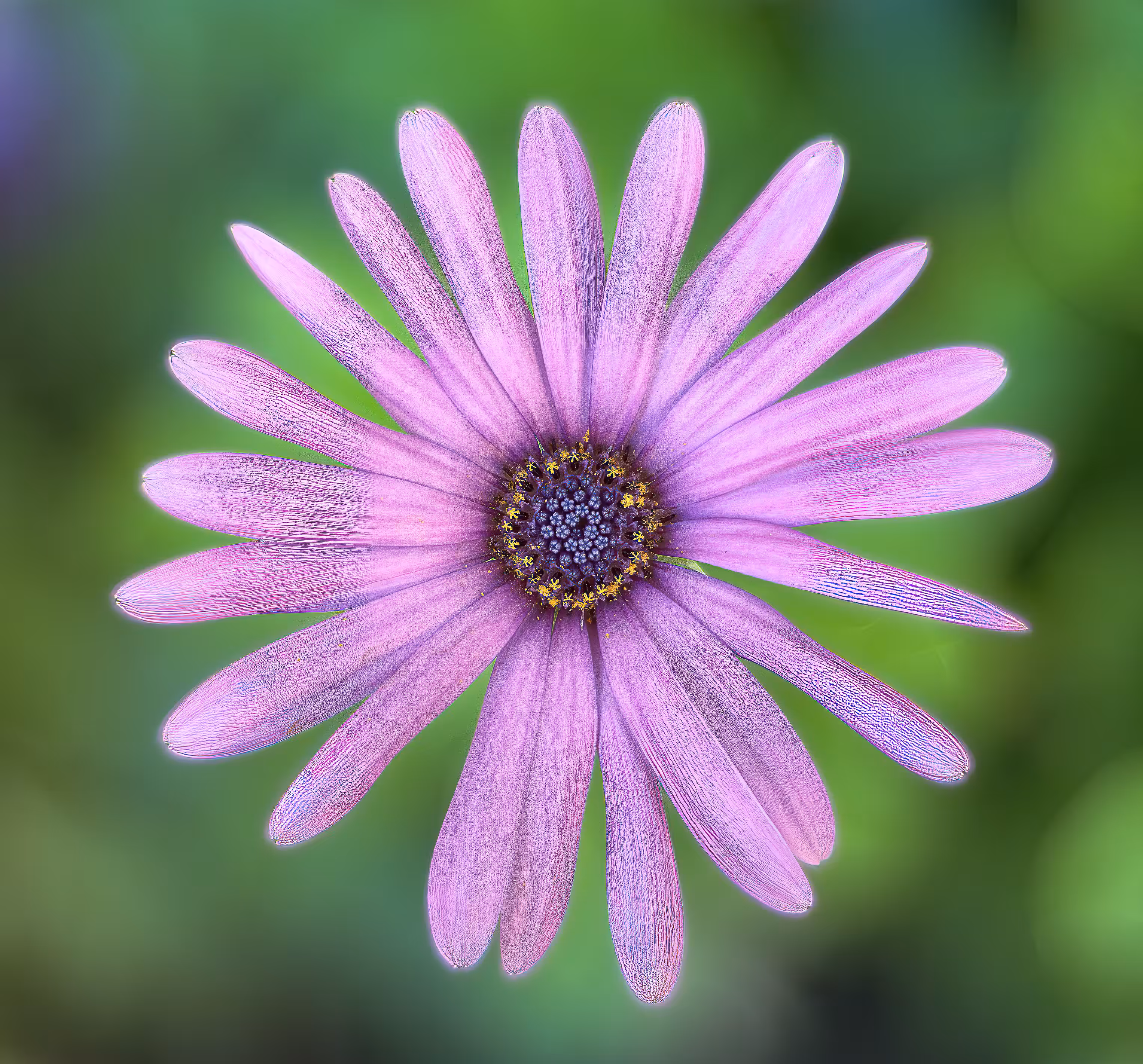 Pink Feminine Flower 