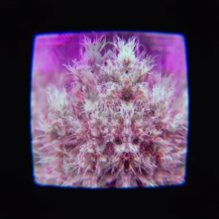 PURPLE BLAZE 4/20/21