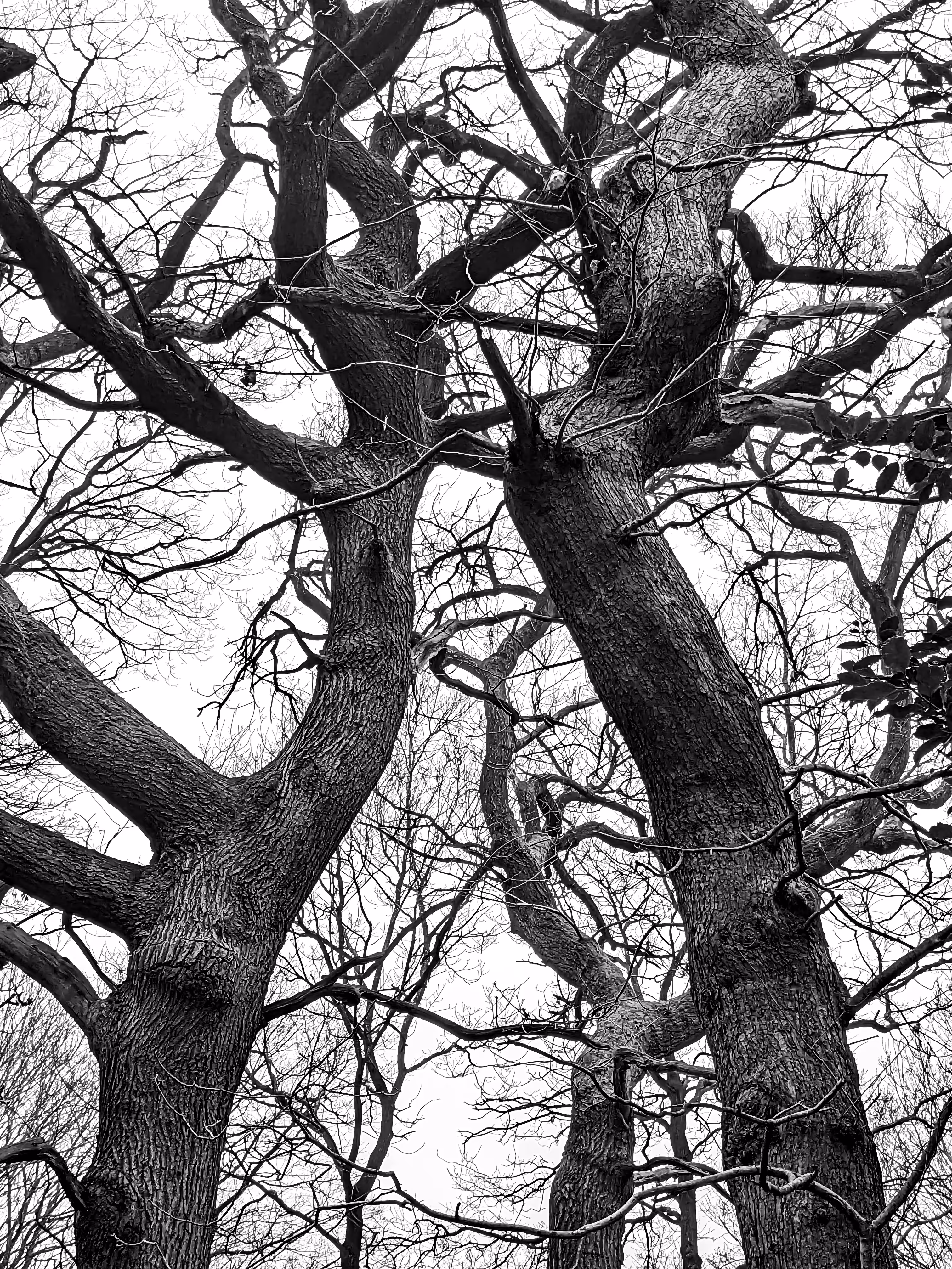 Two trees 