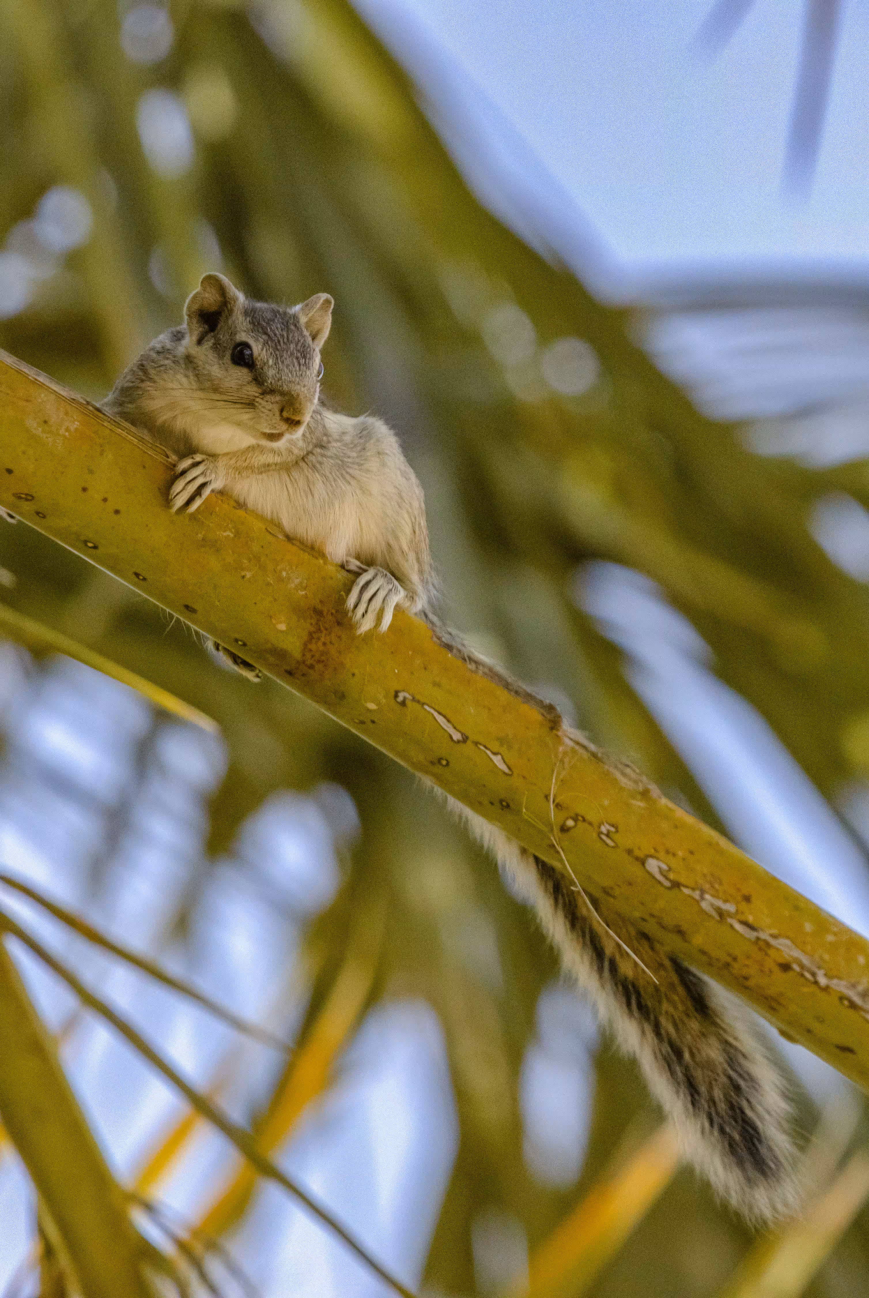 Palm Guest