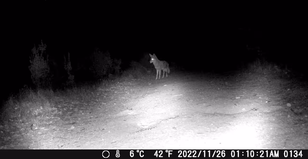 COYOTE 11/26/2022
