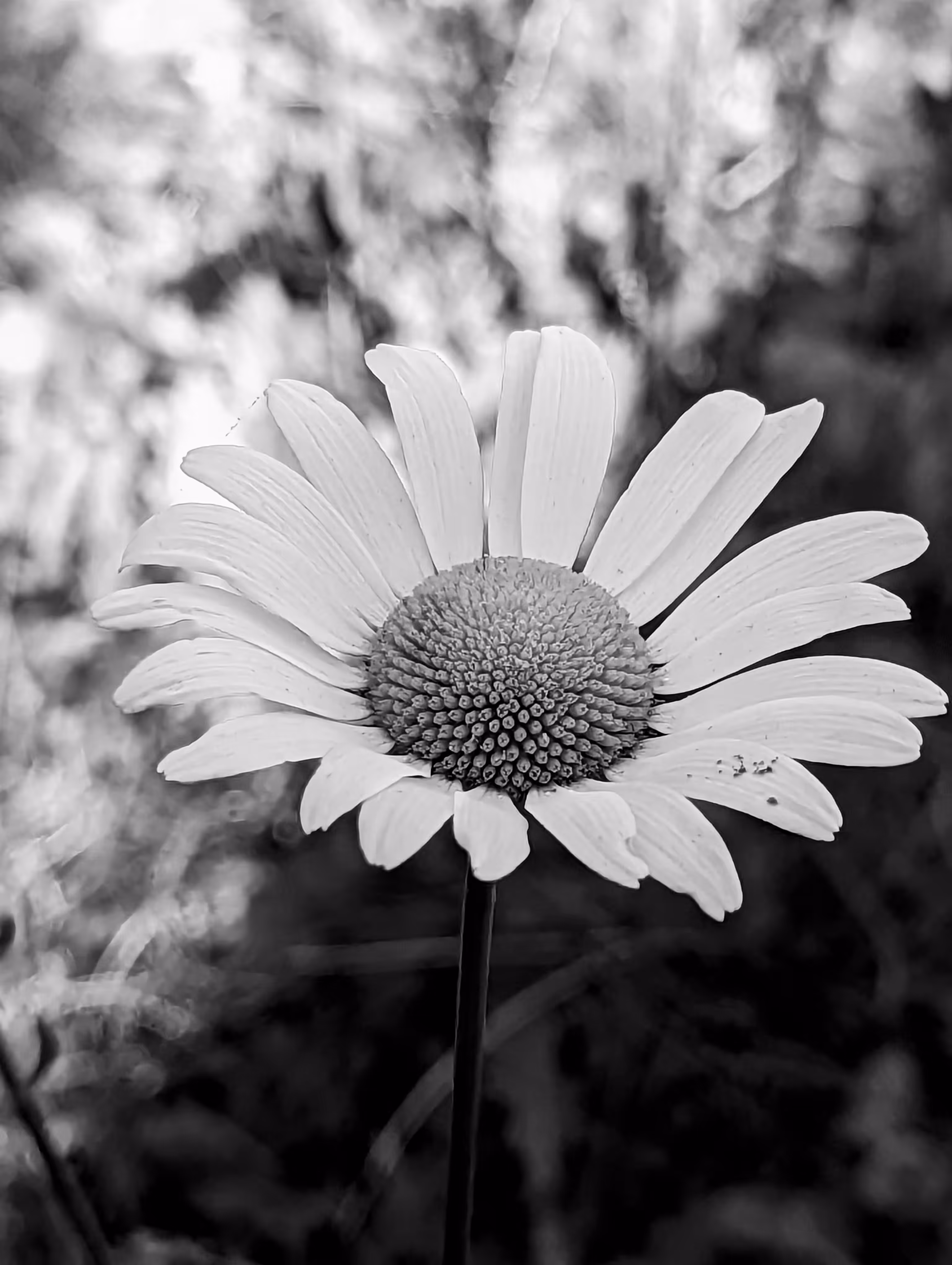 Daisy noir