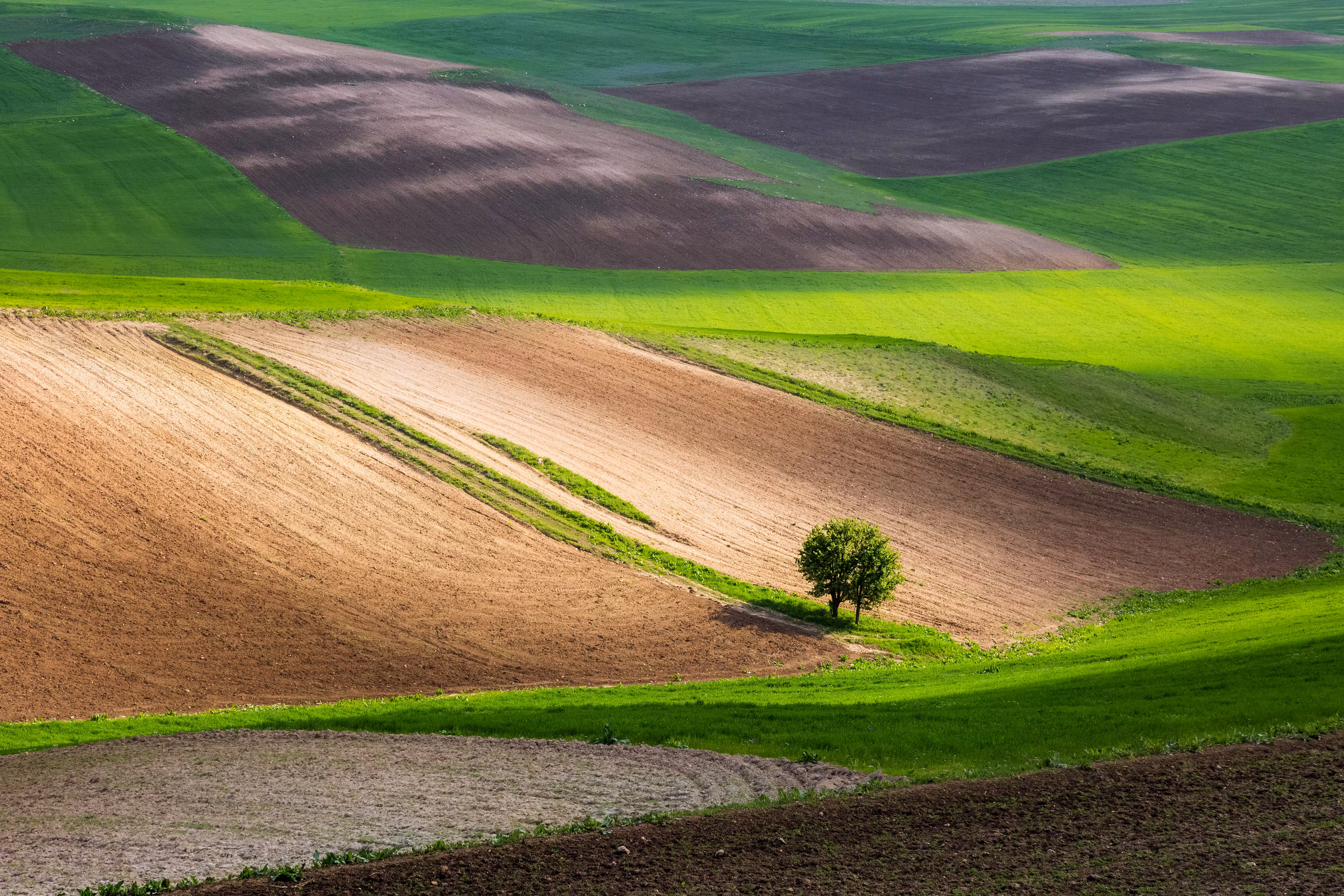 Lonely Tree #3