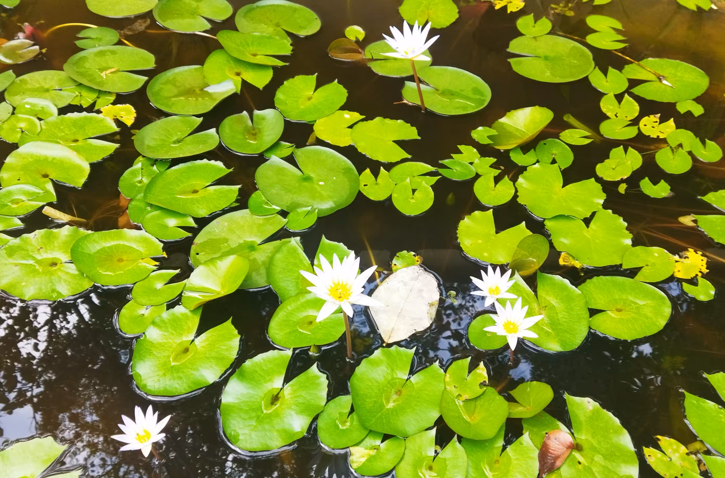 Jewels From The Aquatic World. : Majestic Water Lily Flowers 
