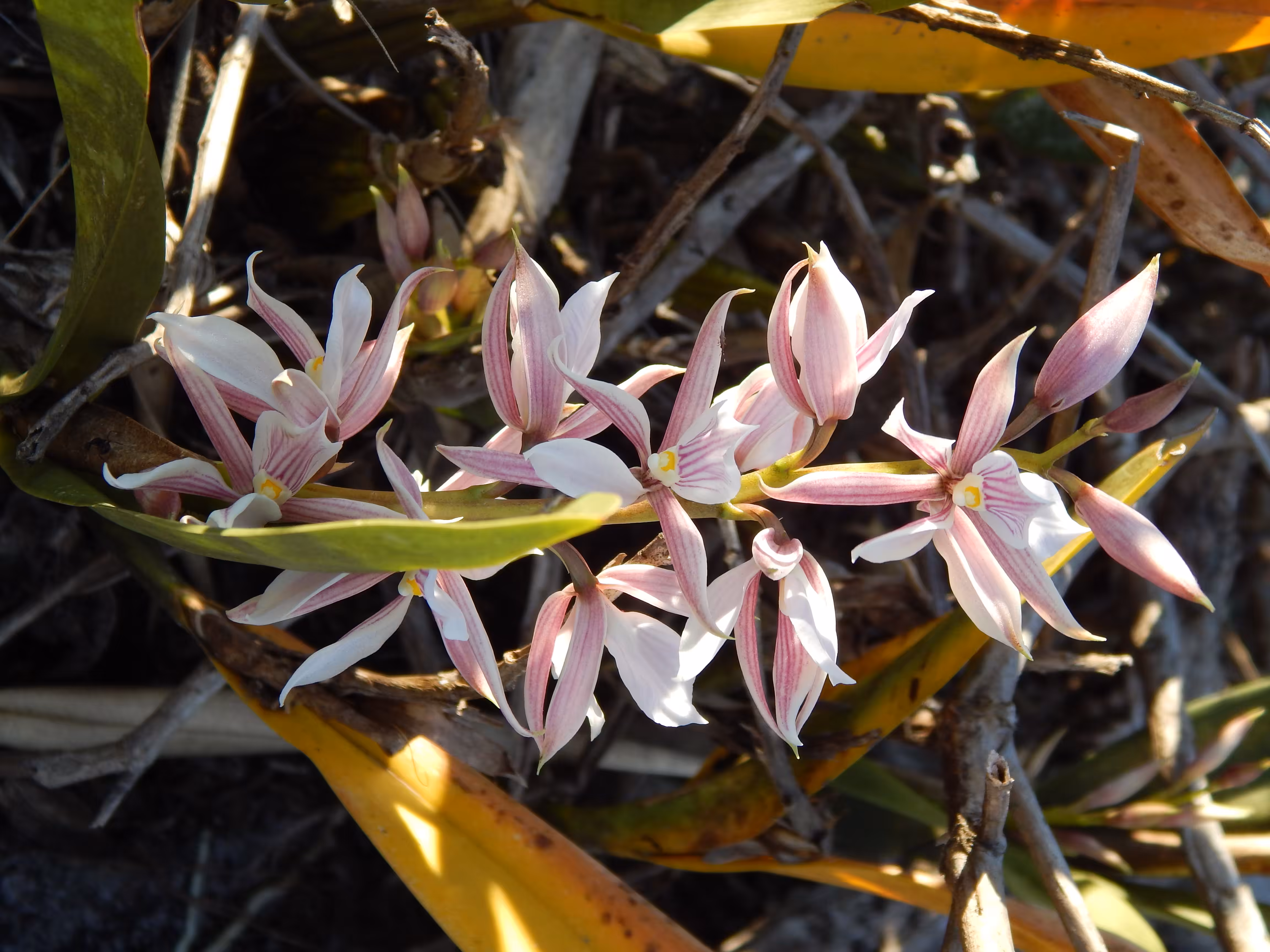 Prosthechea allemanoides