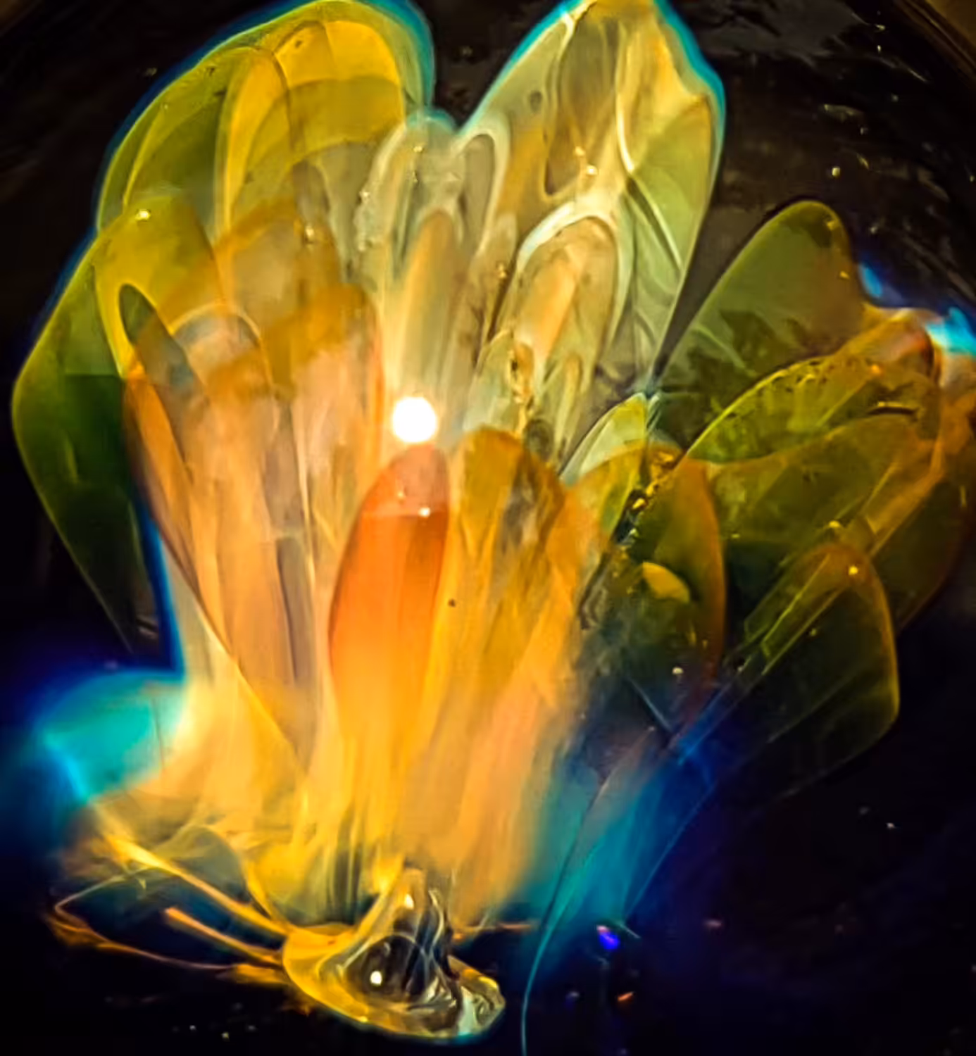 Ghost Flower