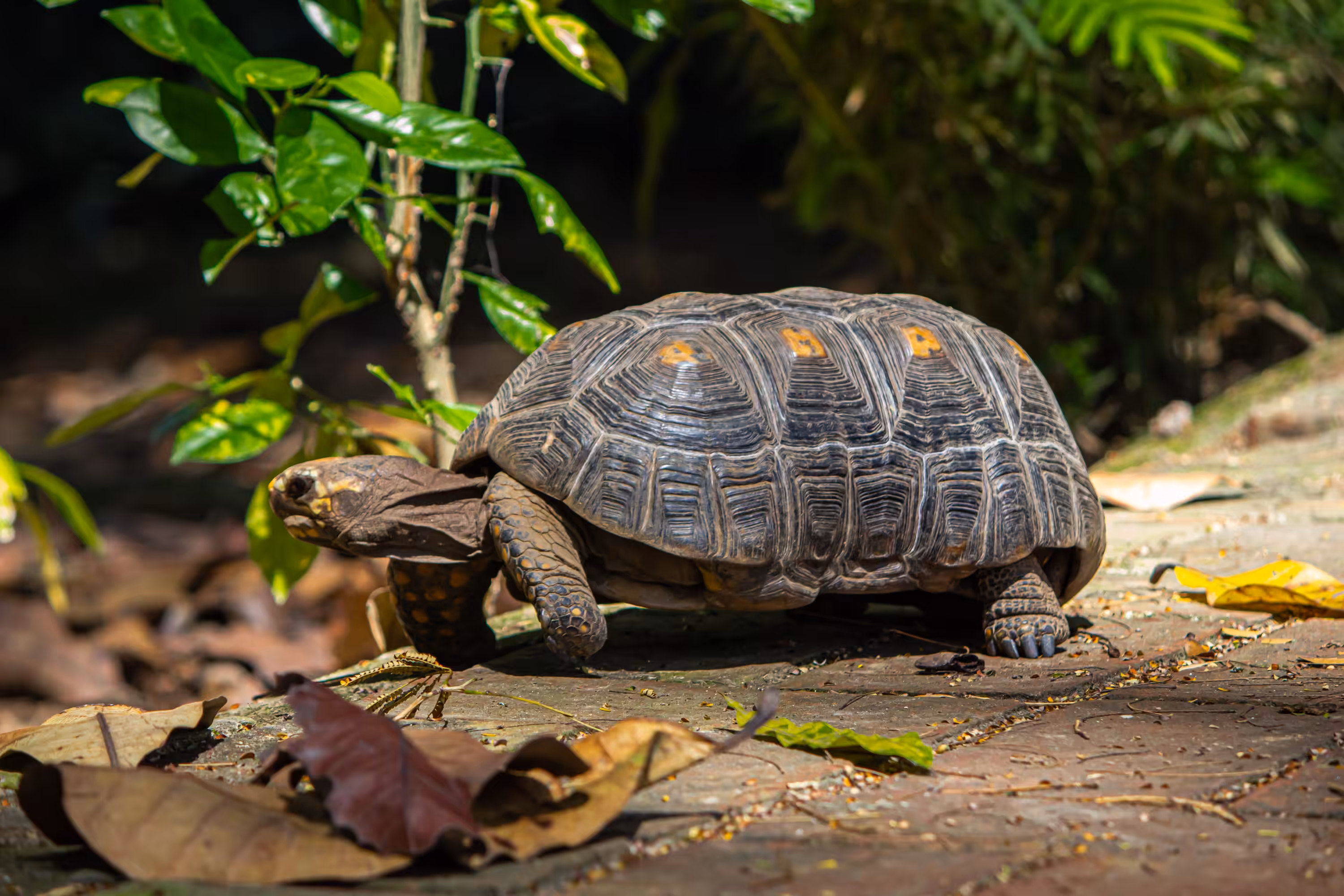 Lovely turtle
