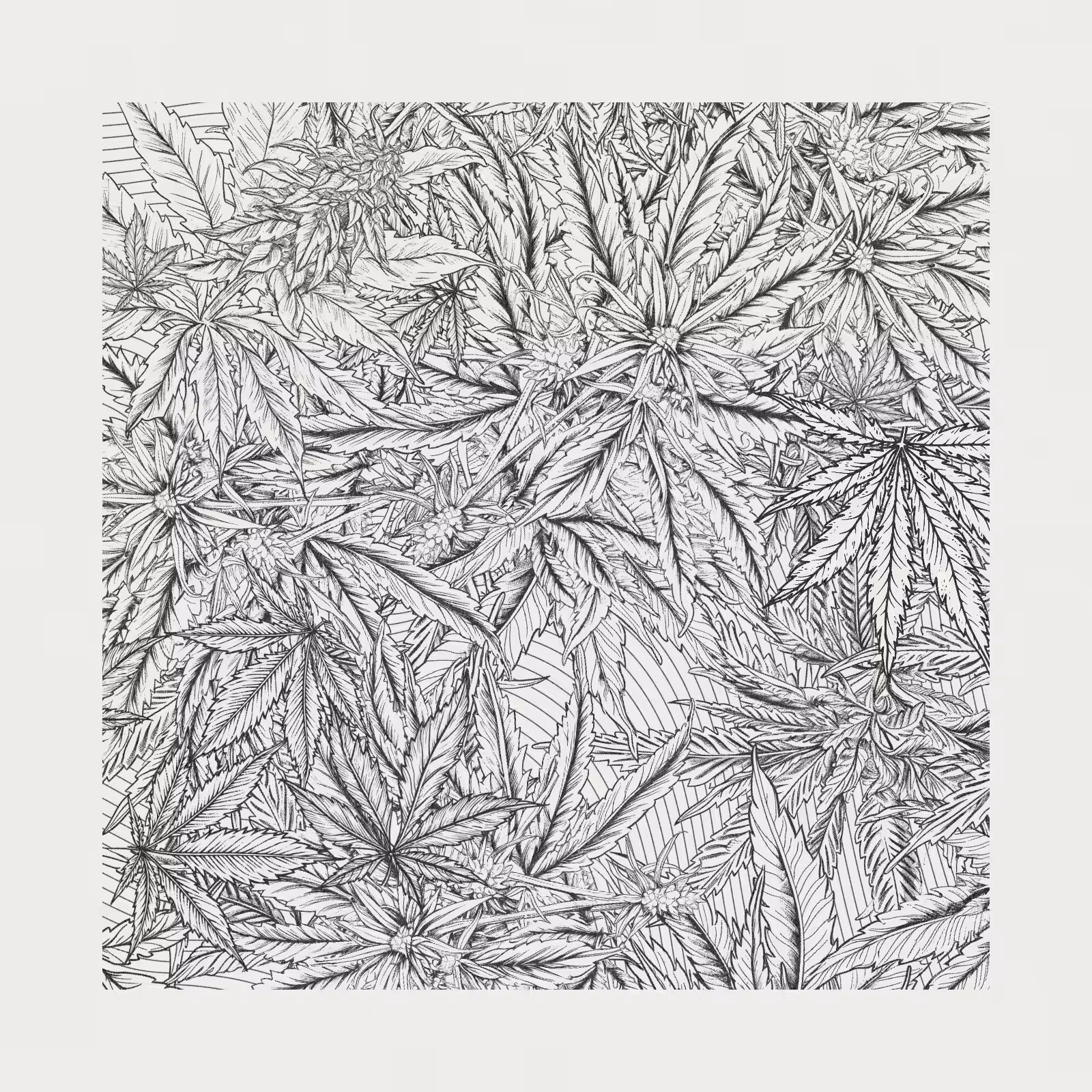zancannabis #118