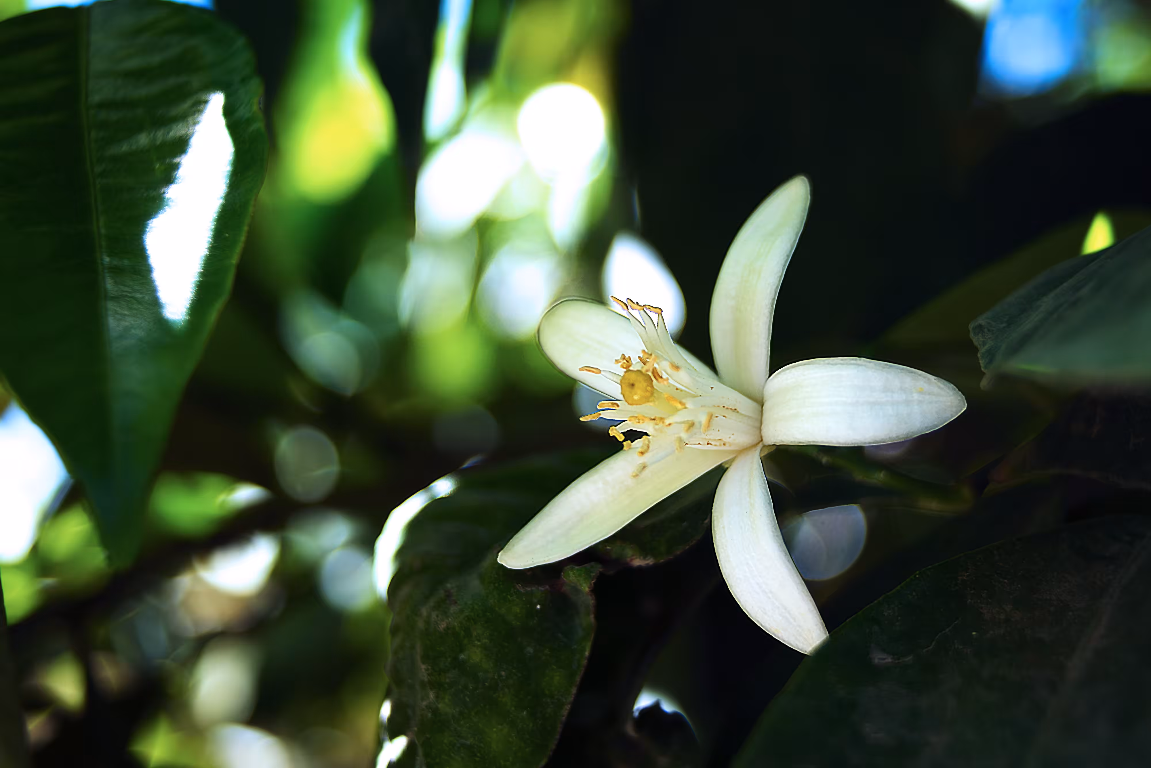 Orange blossom