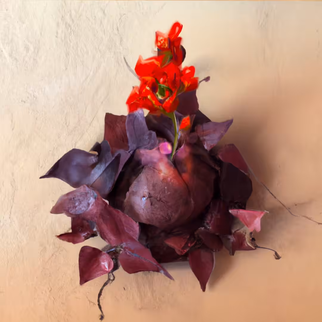 kokodama Flamenco MS22G11