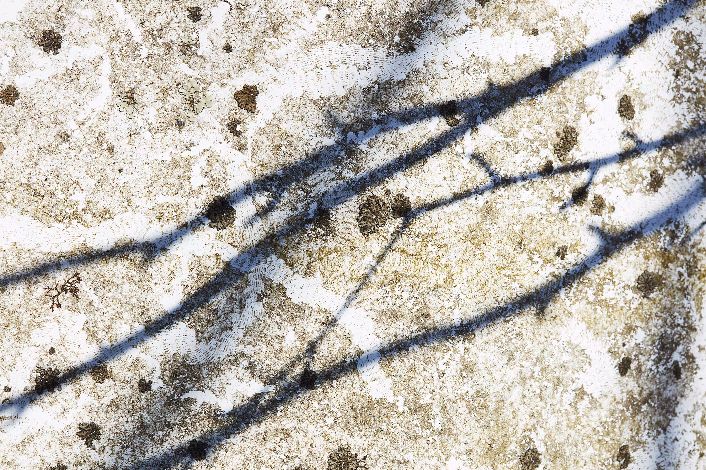 Branch
