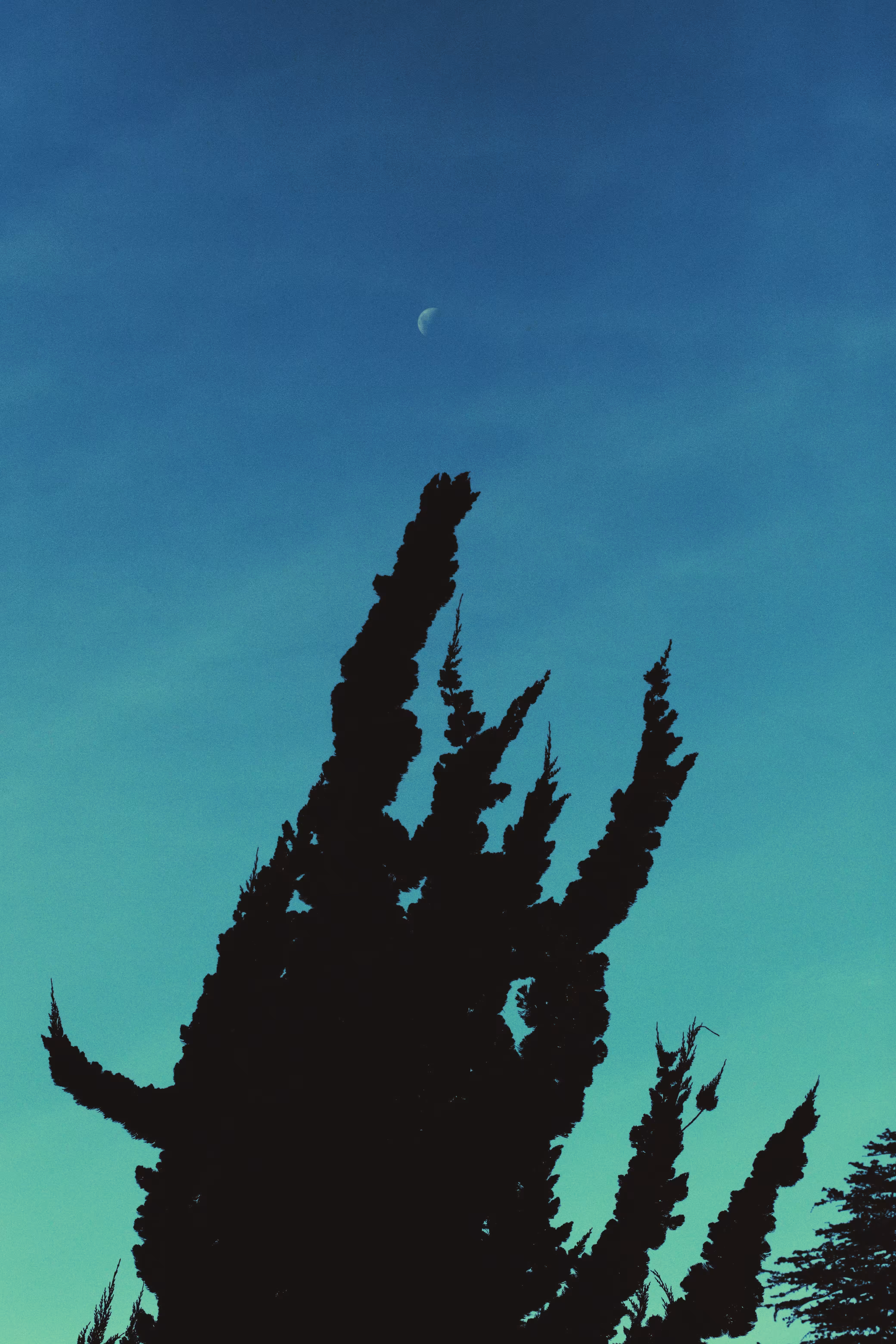 shadow tree