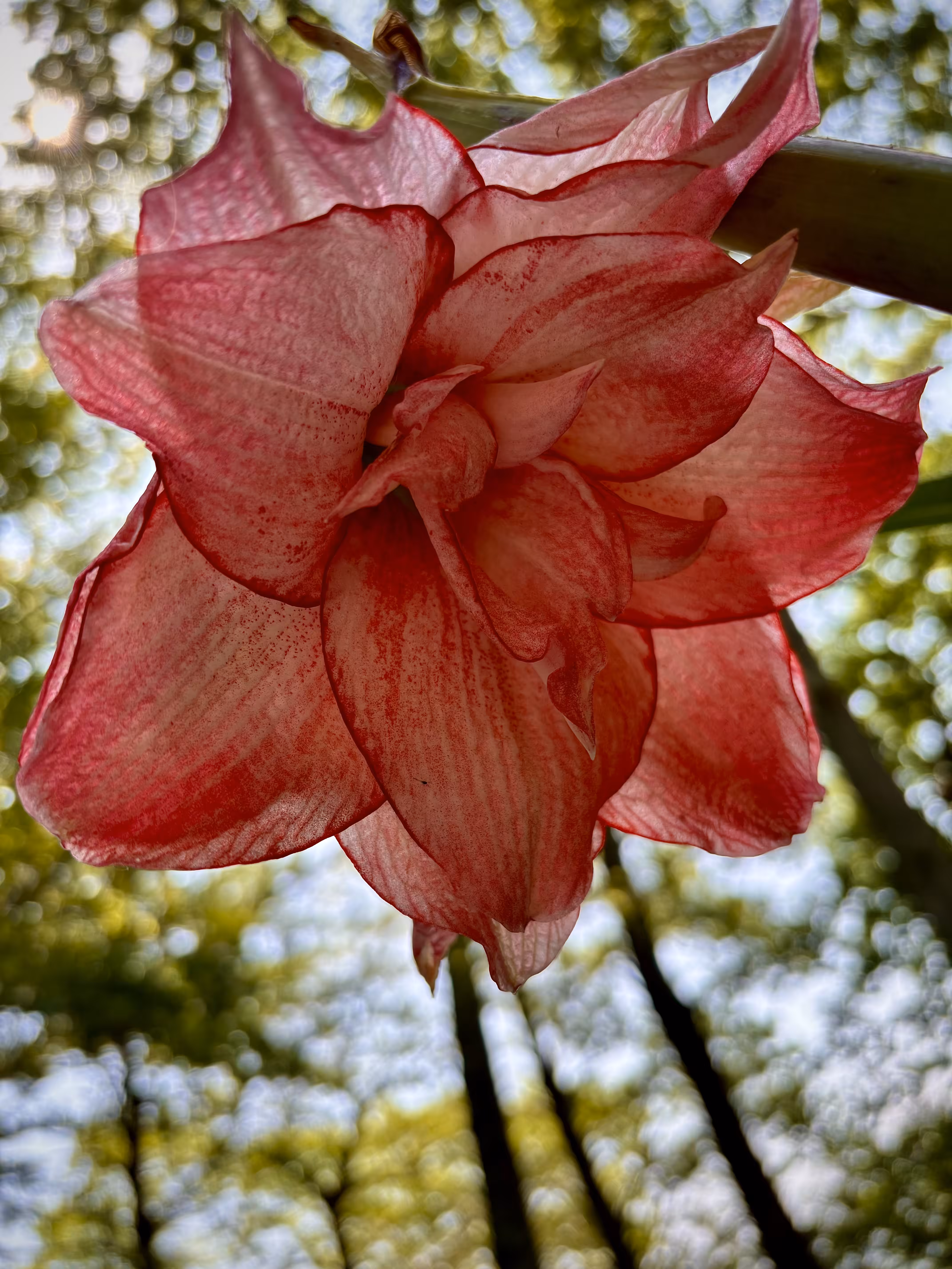 Earthward Angel