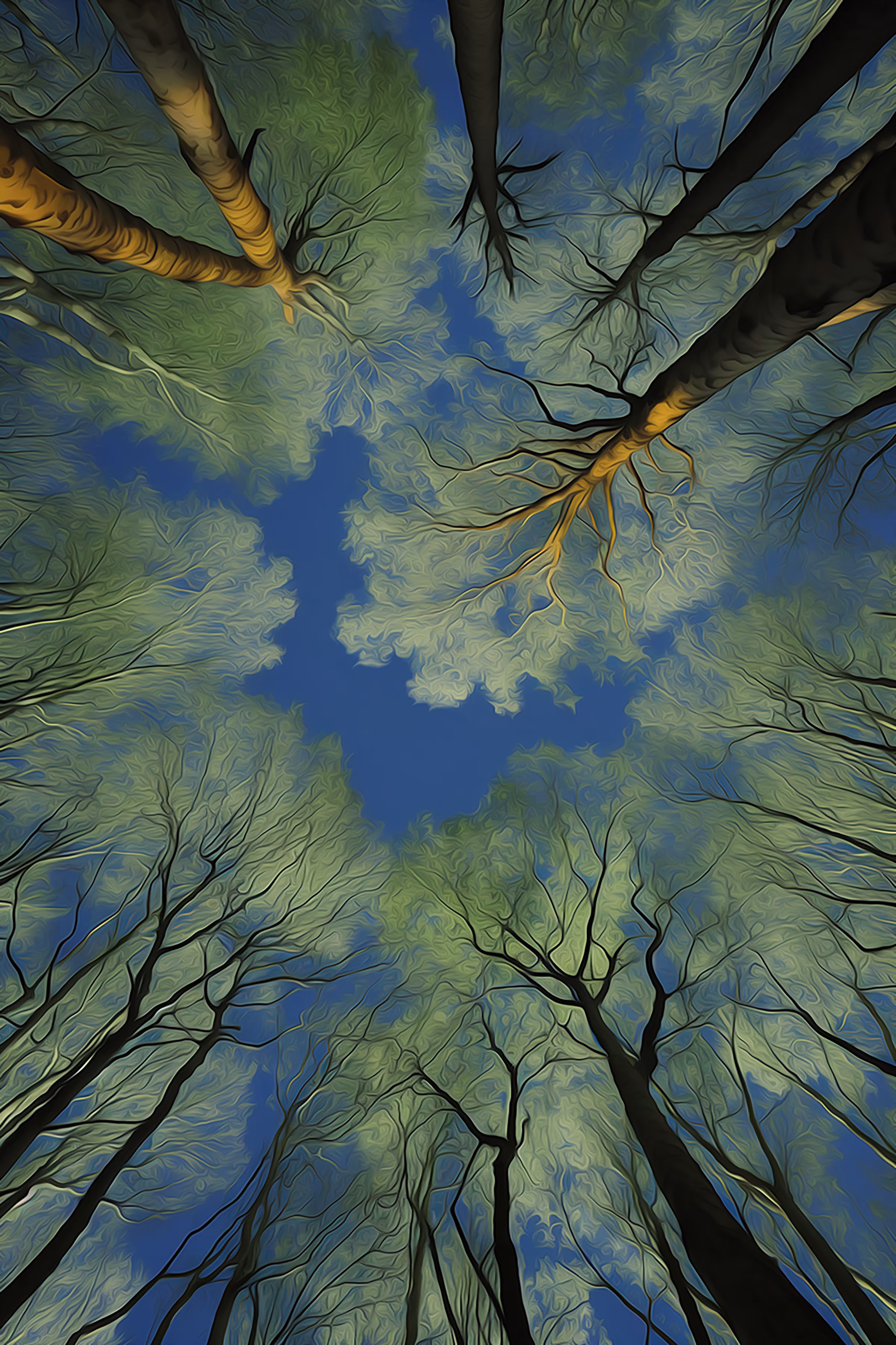Tree Canopy 2