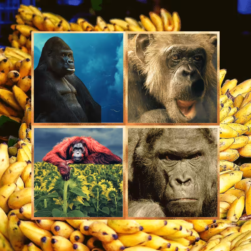 Banana legends #40