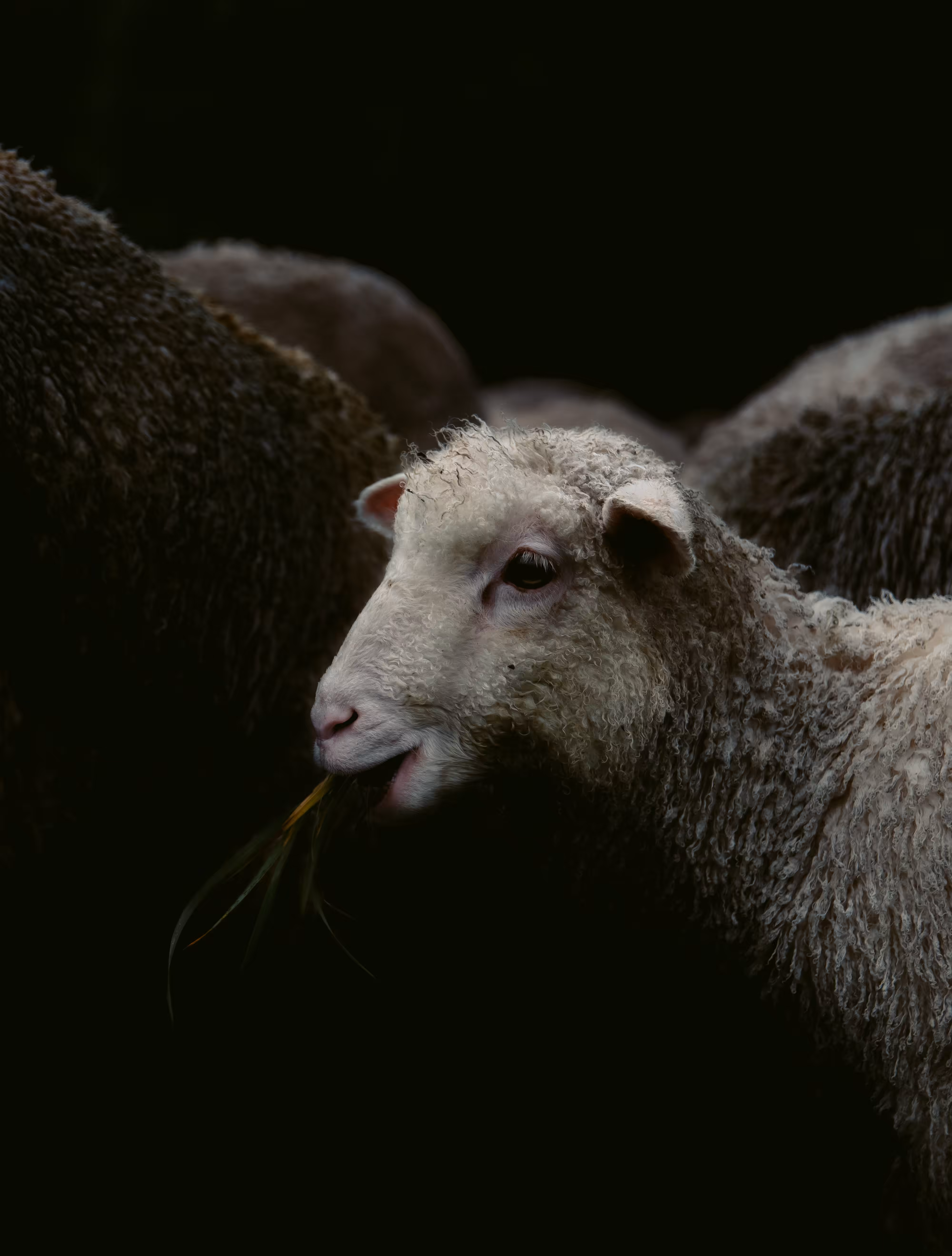 Lamb of God