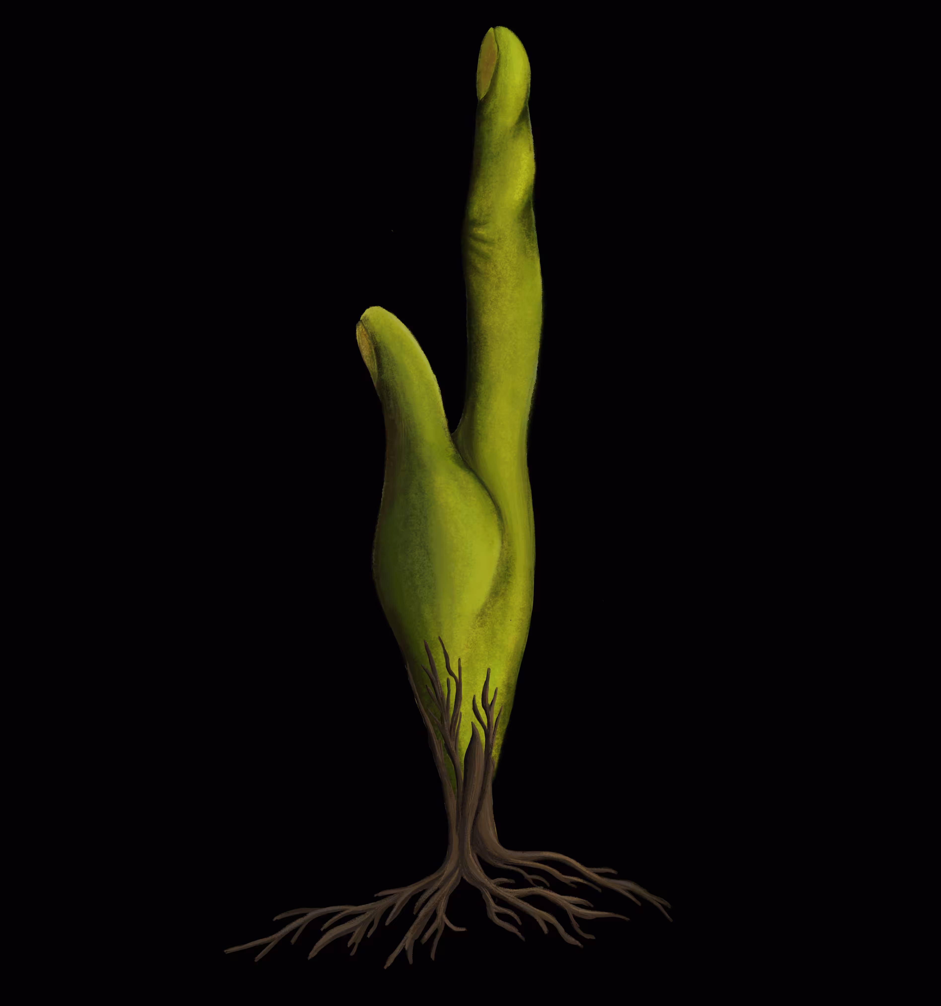 cacti negro