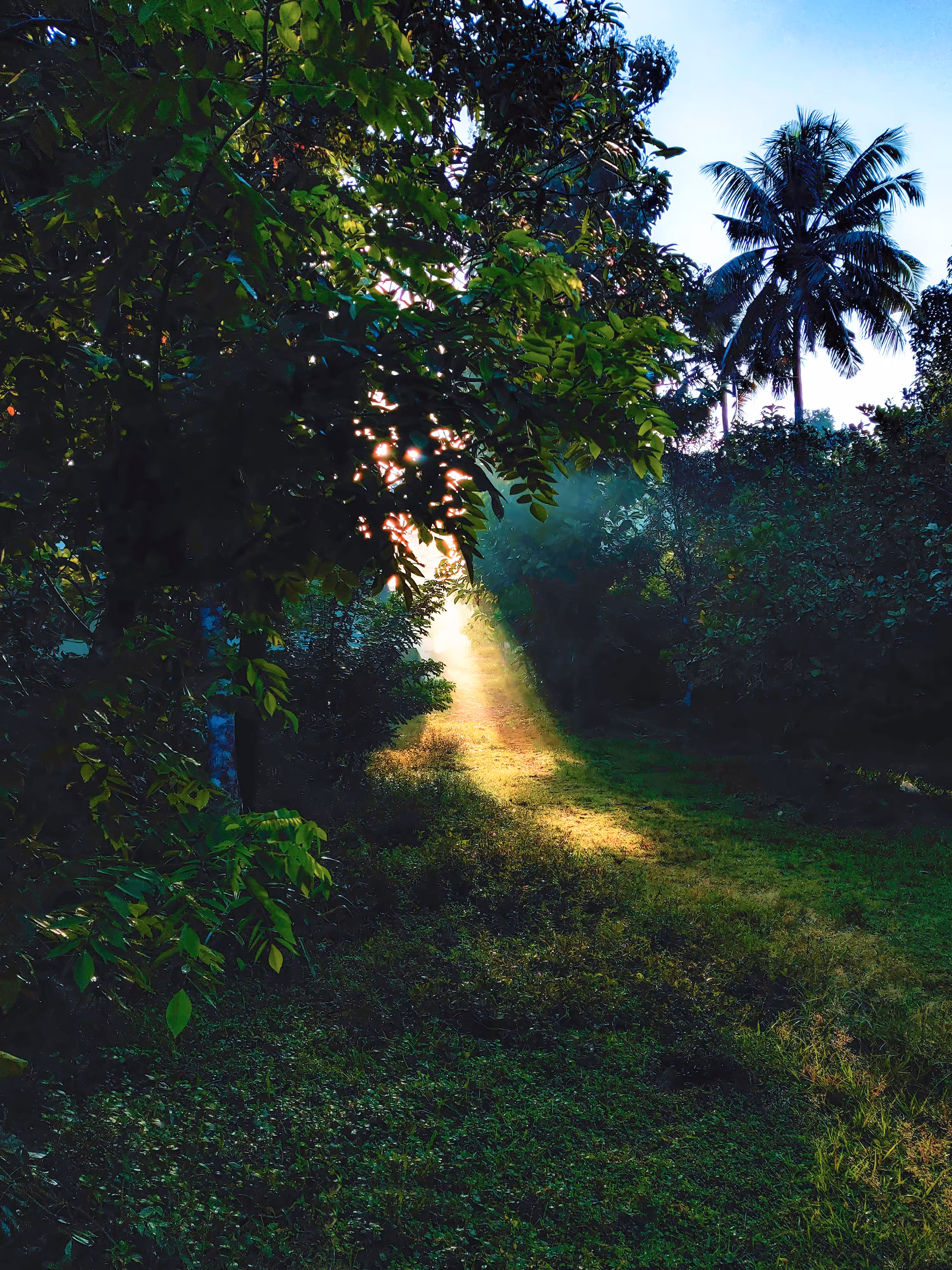 Life giving light