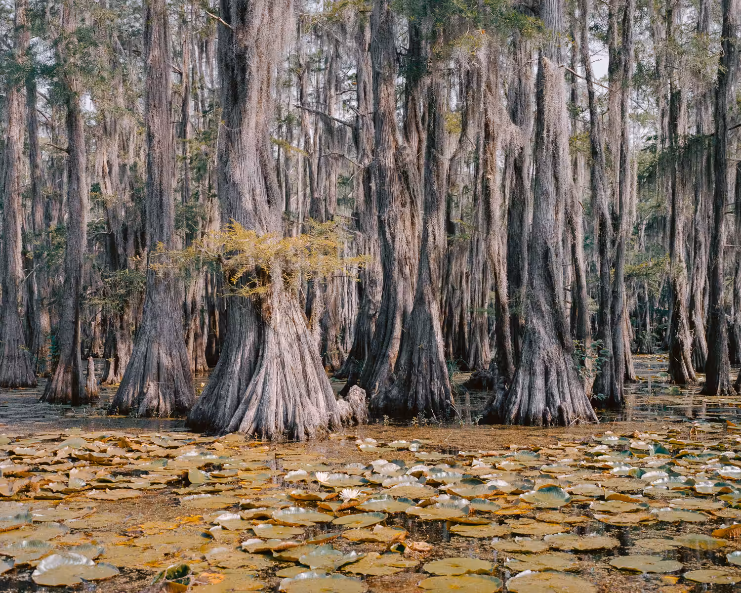 Caddo Lake (2011)