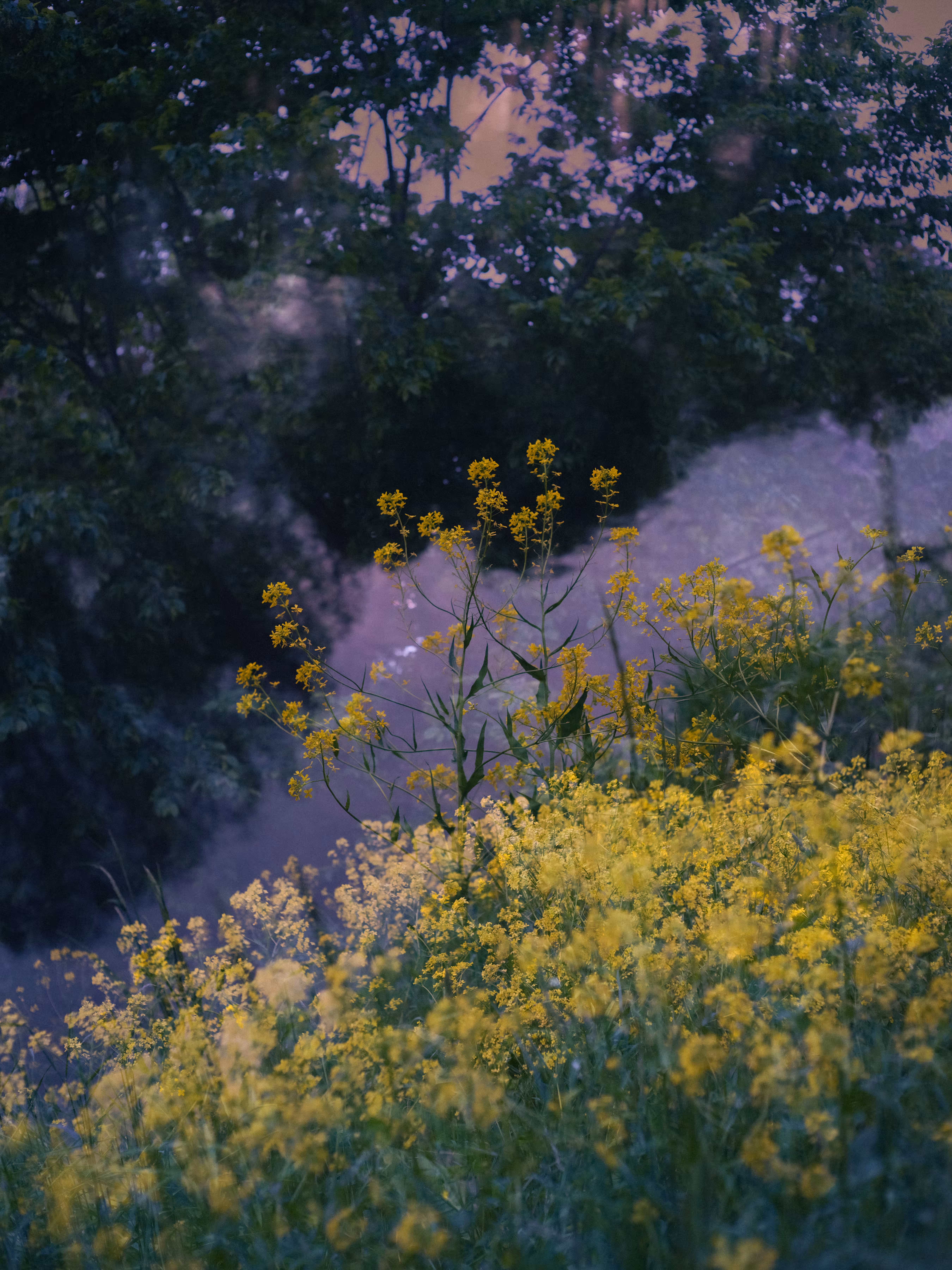 flowers x creek