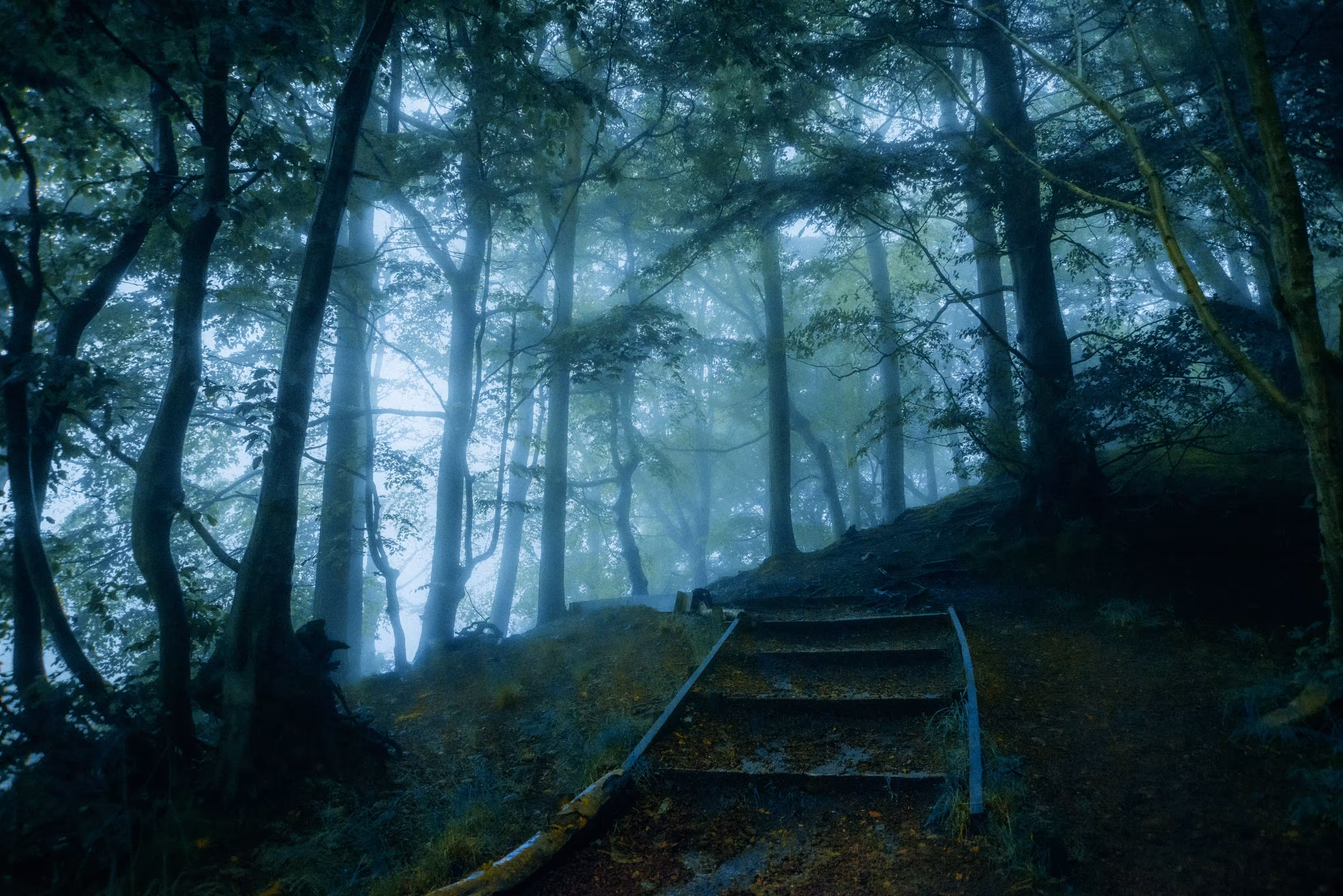 The Forest