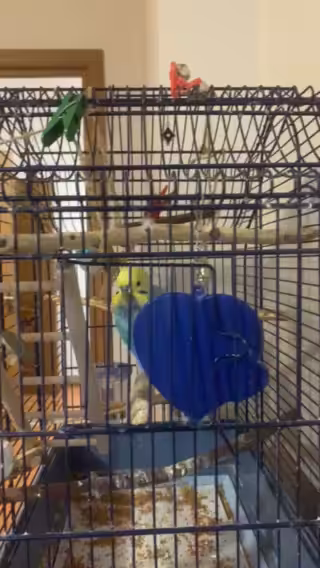 Parrots
