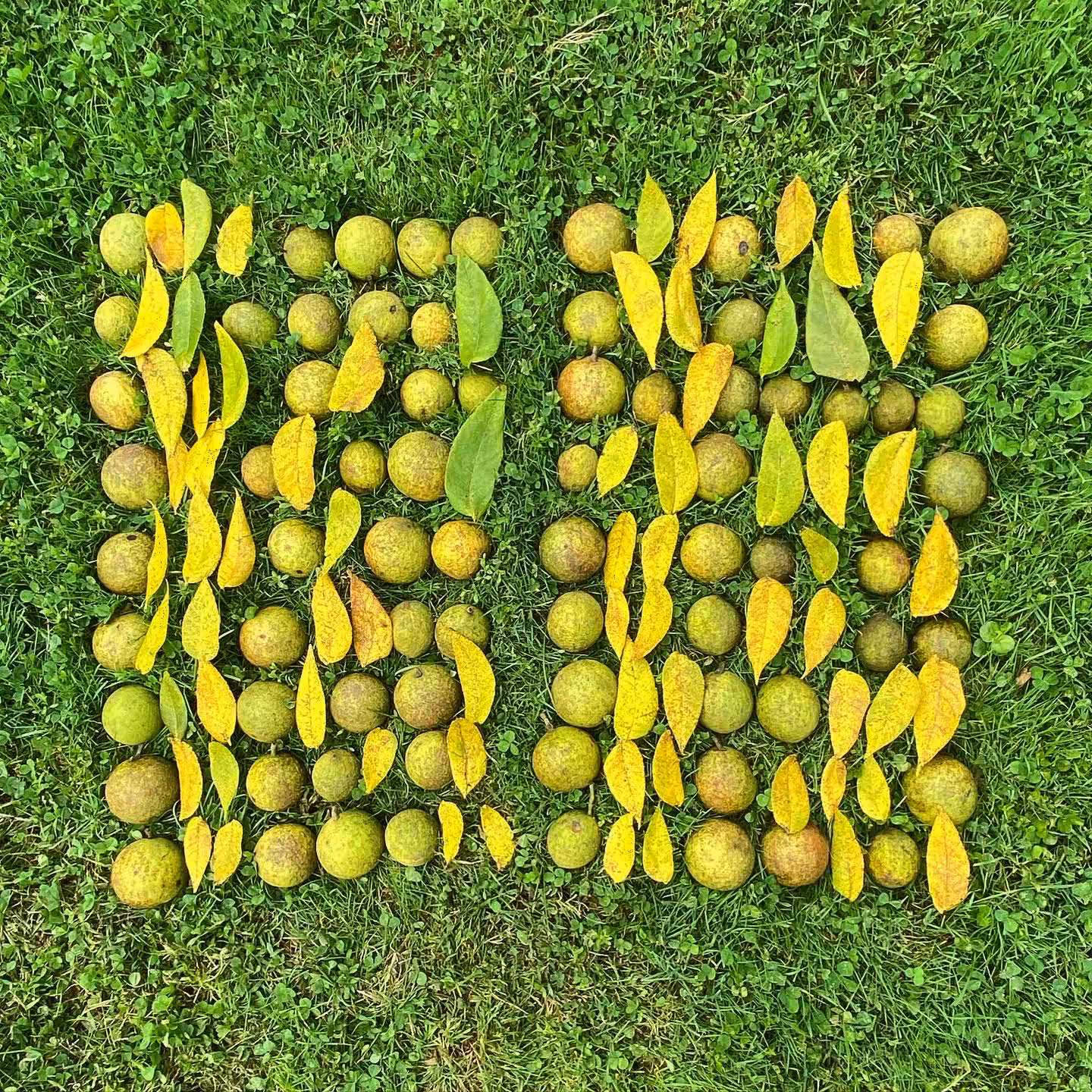 Analog Binary Code: Plant Intelligence