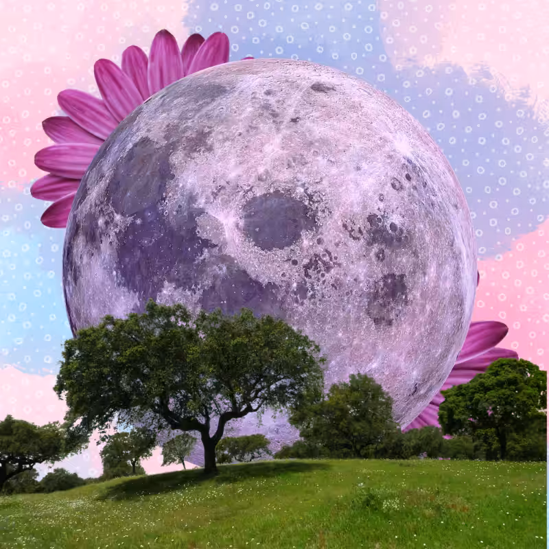 Pink Moon #22
