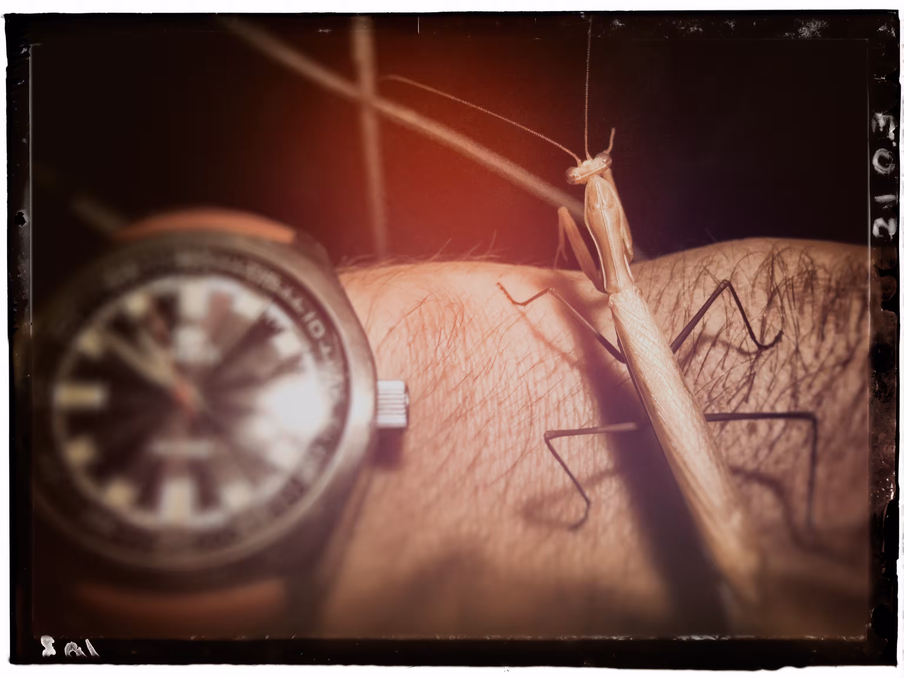 La mantis