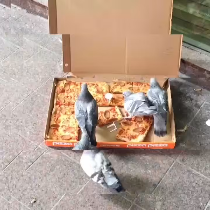 pigeon pizza