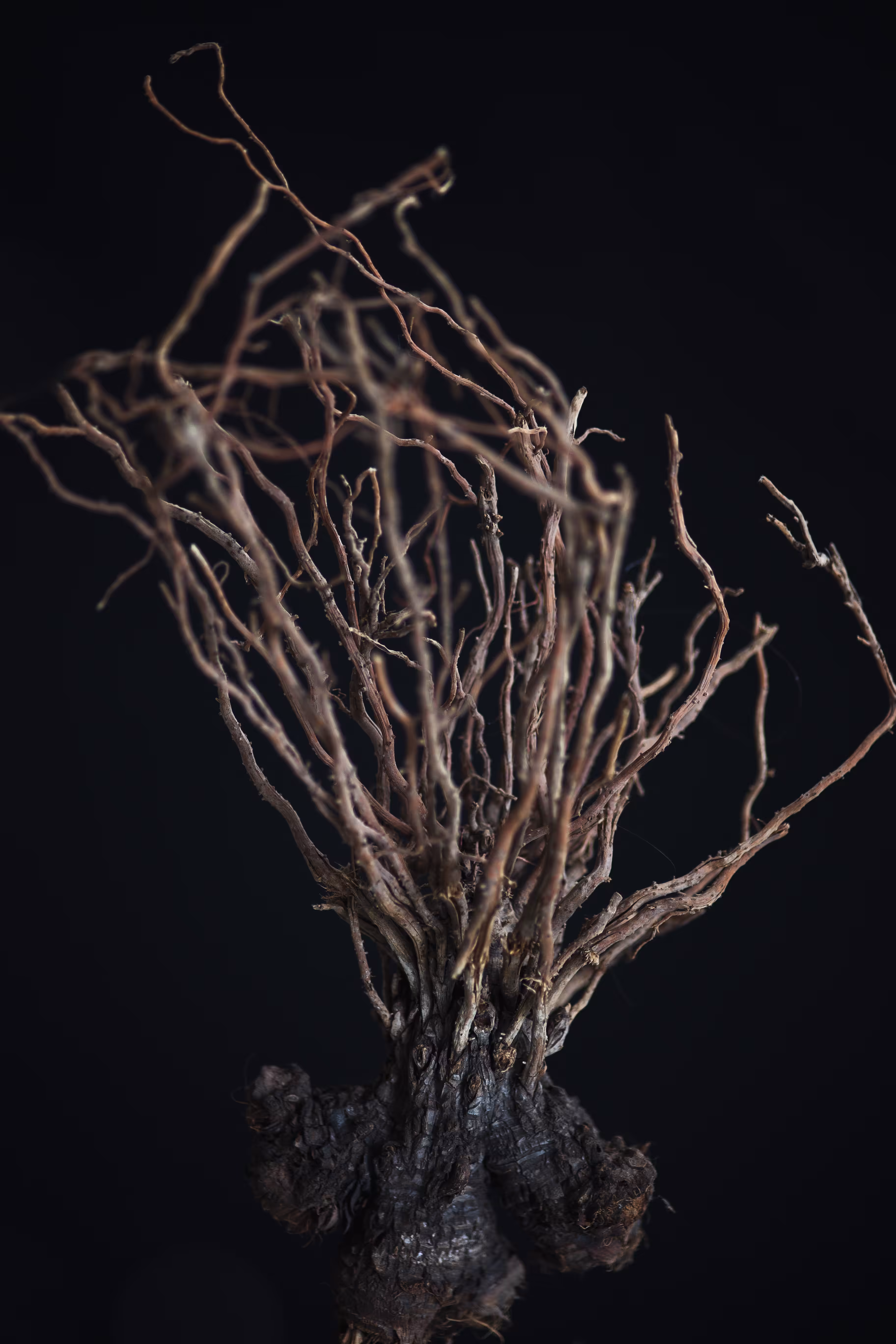 rhizome #12