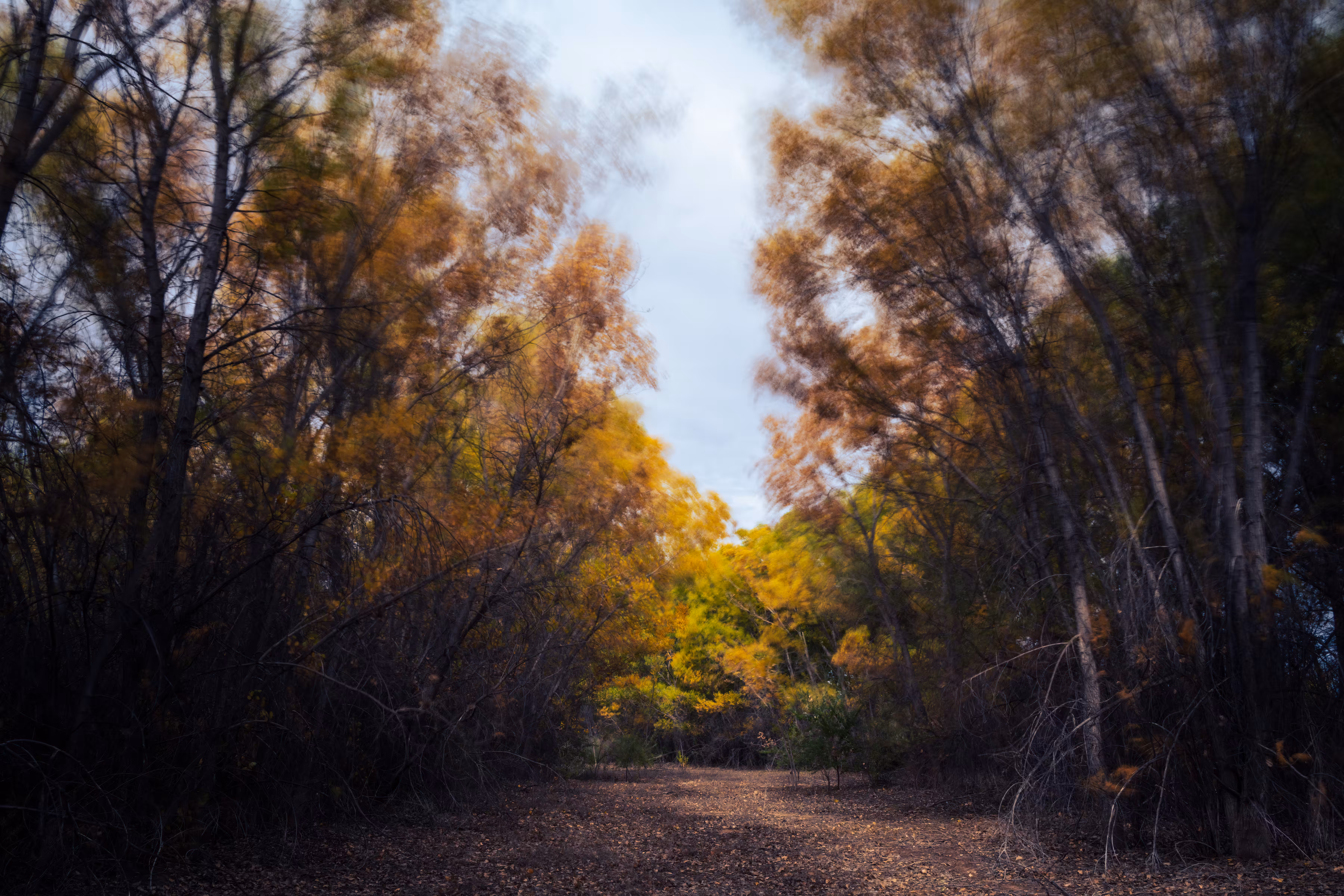 Woodland Dream
