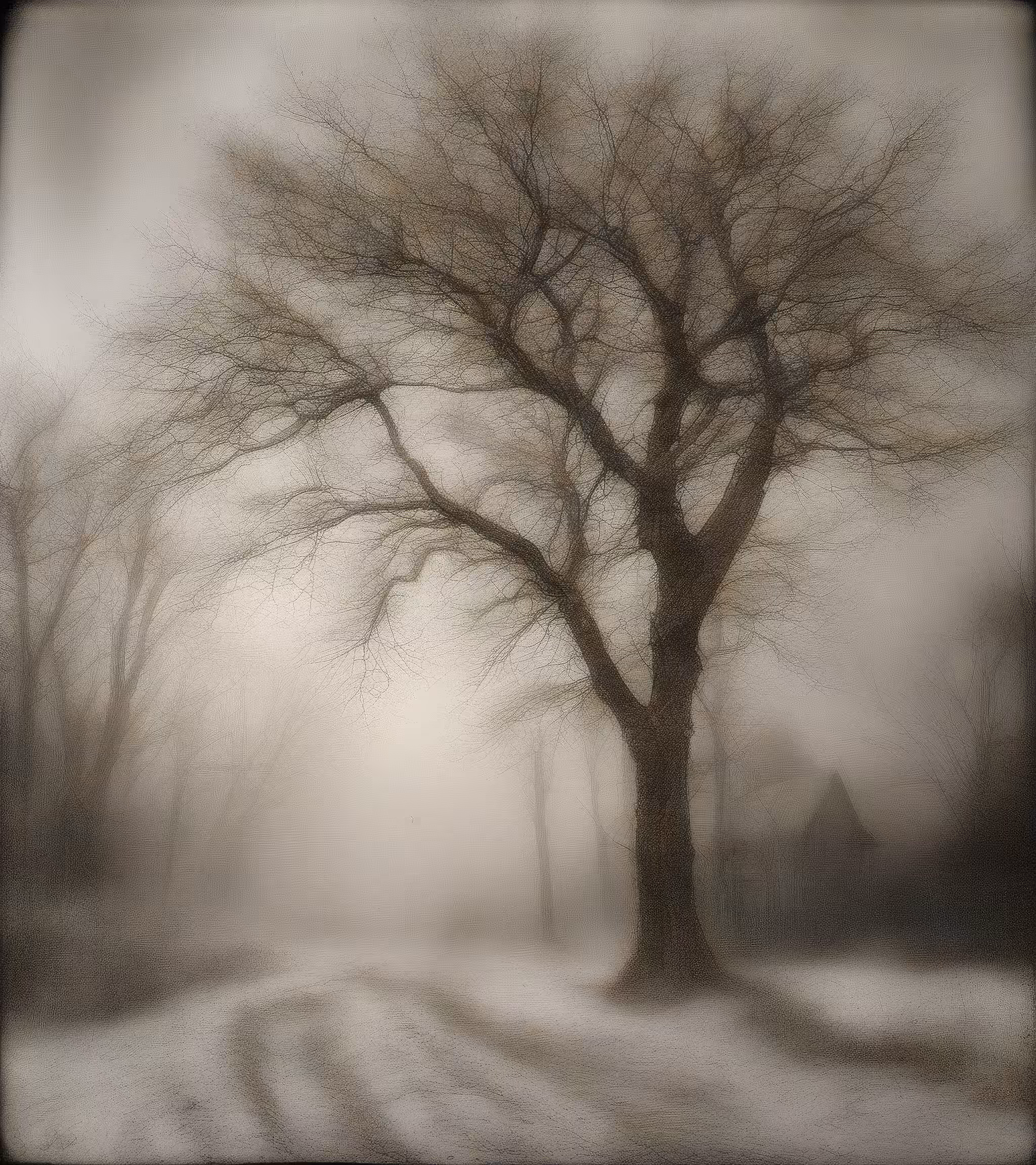 Tree Studies #39