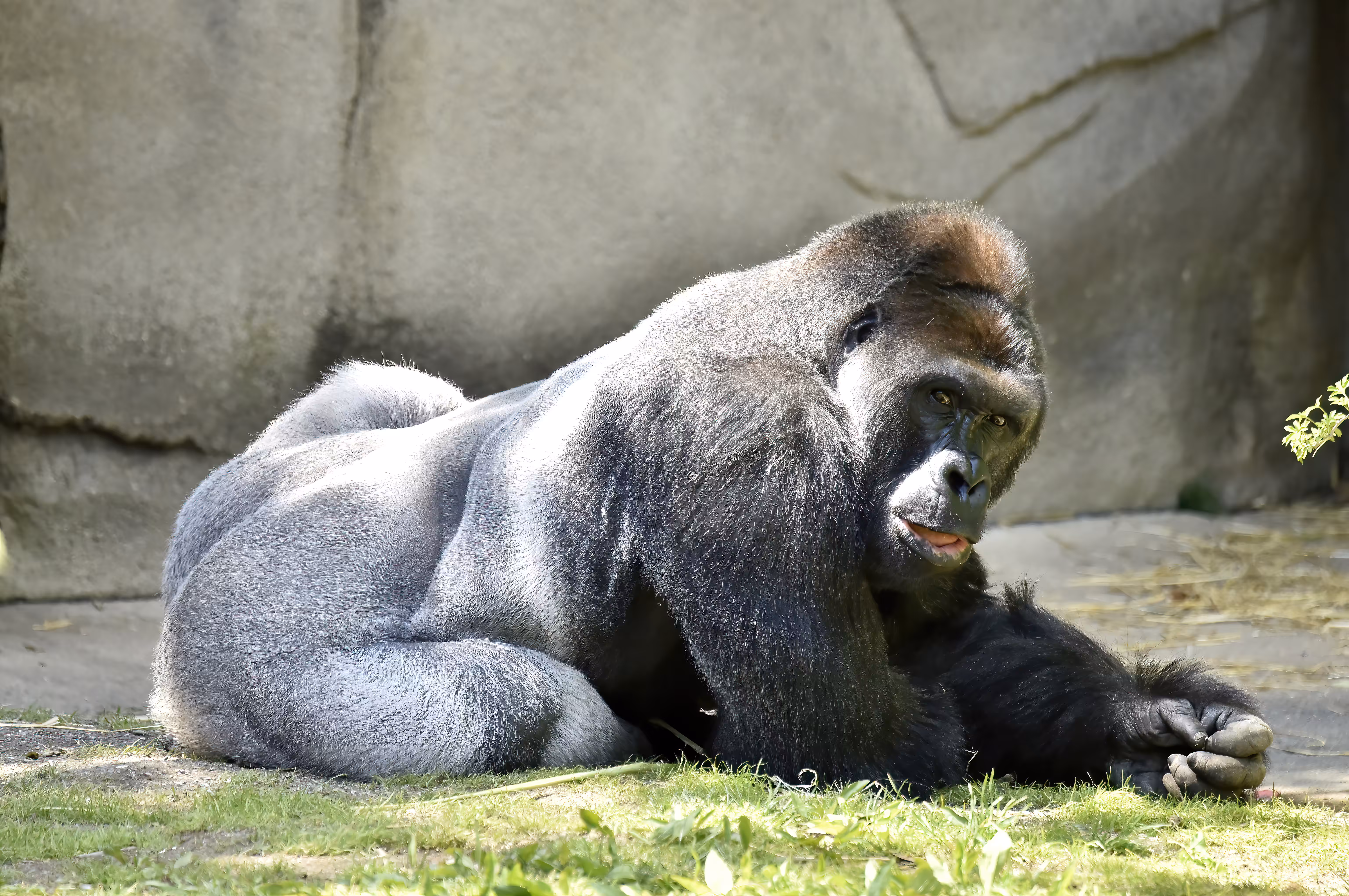 LEGENDS: HARAMBE: LEGENDS #458
