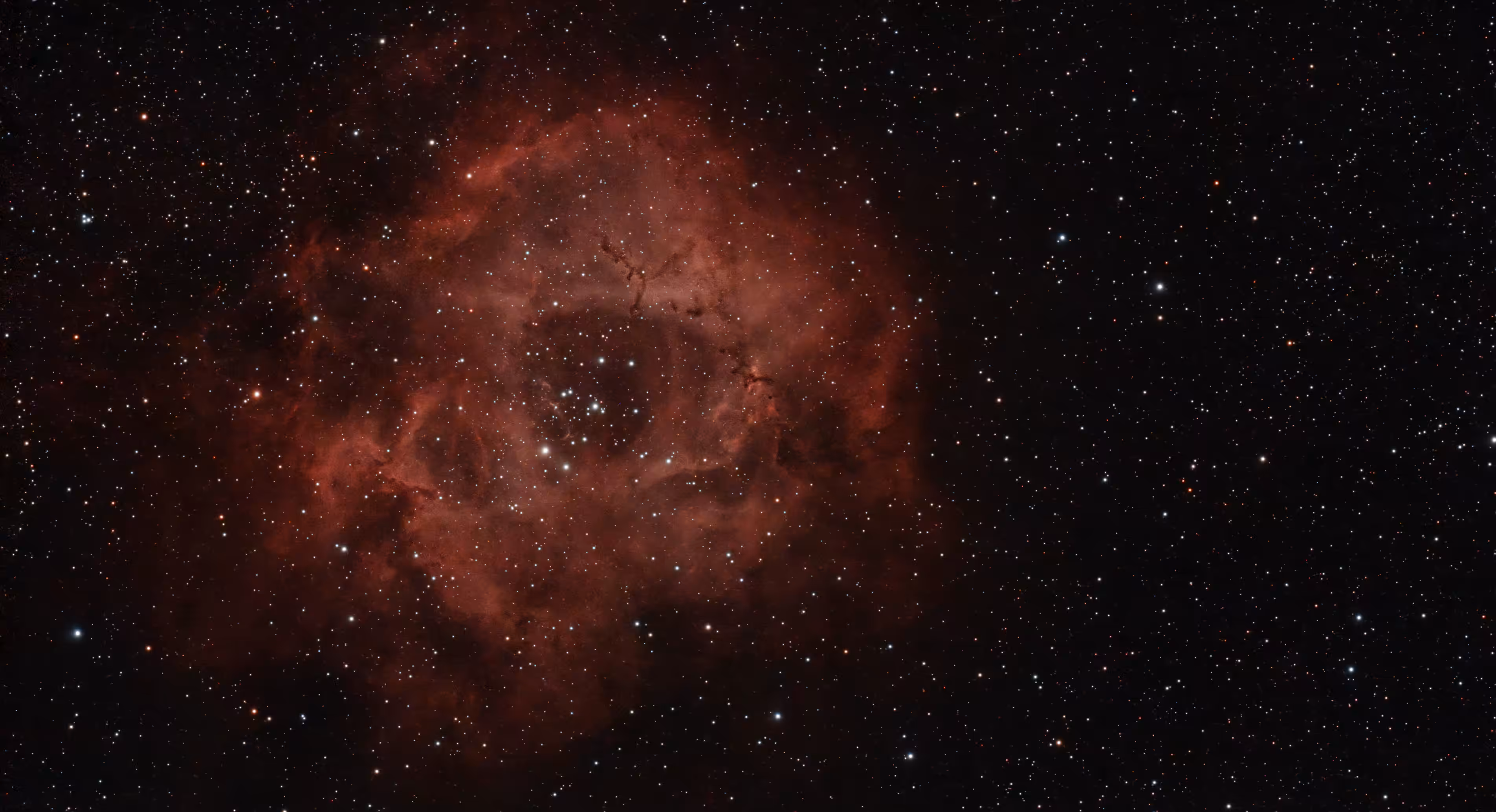 rosette 20260206
