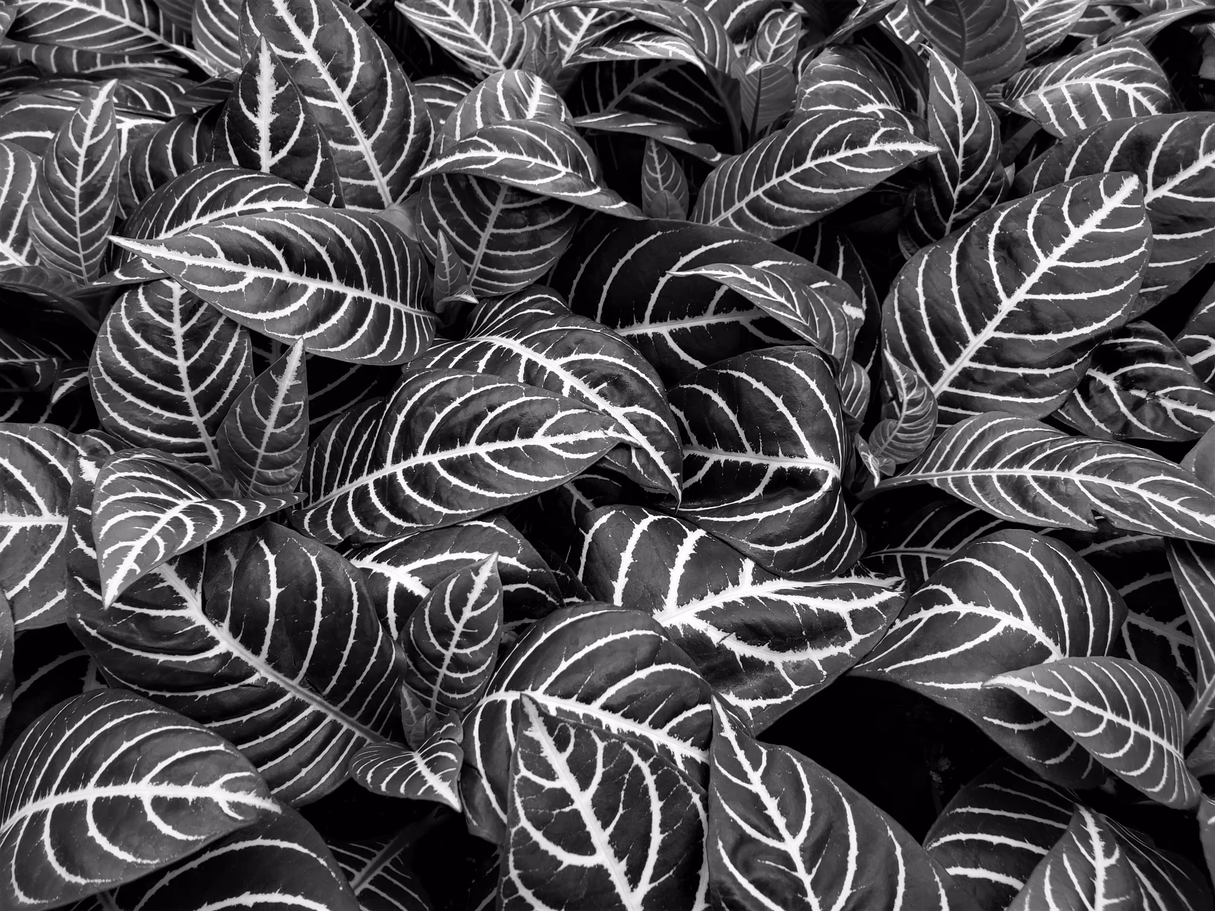 Zebra Plant Jungle