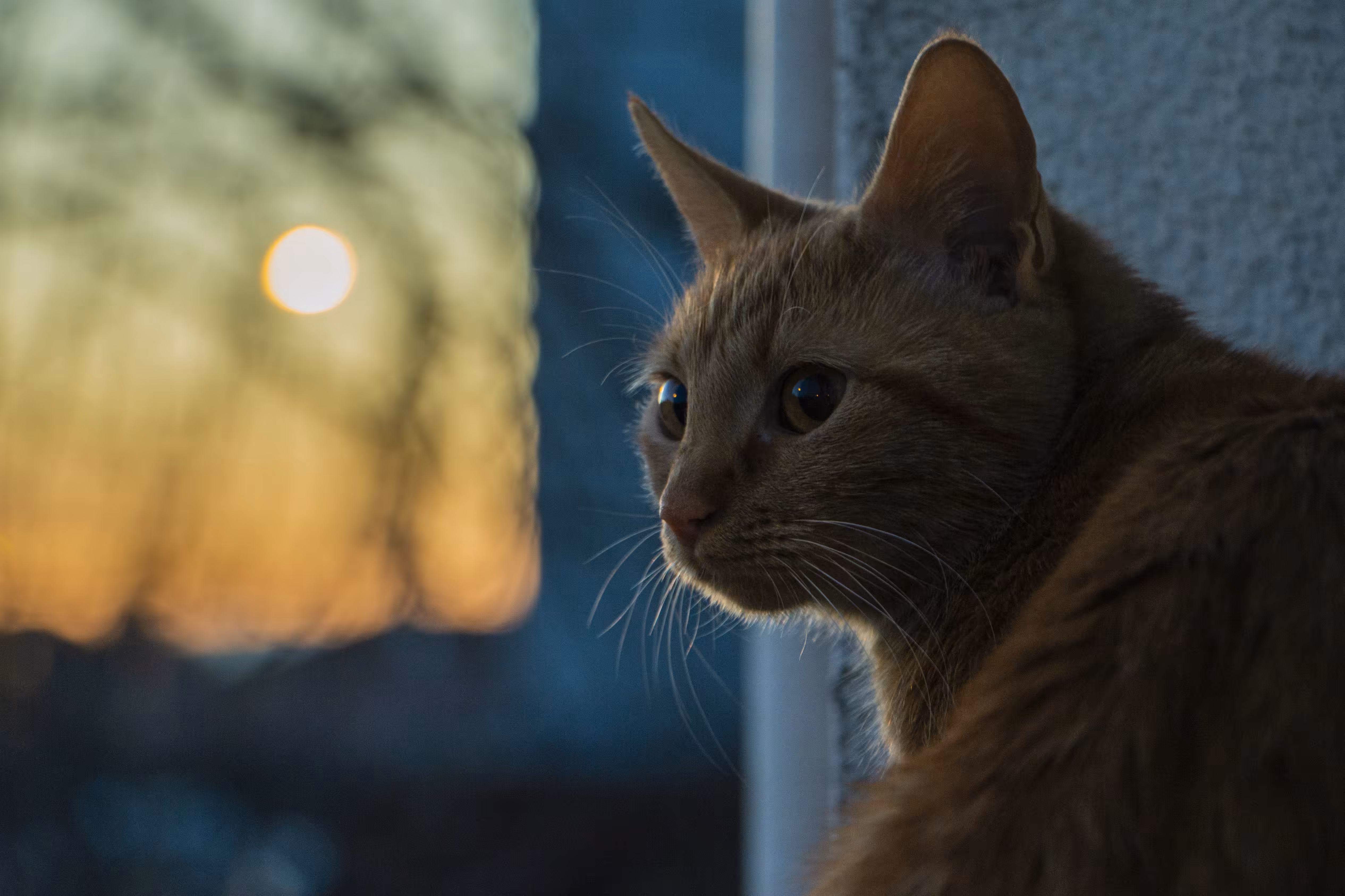 Miril The Sunrise Seeker