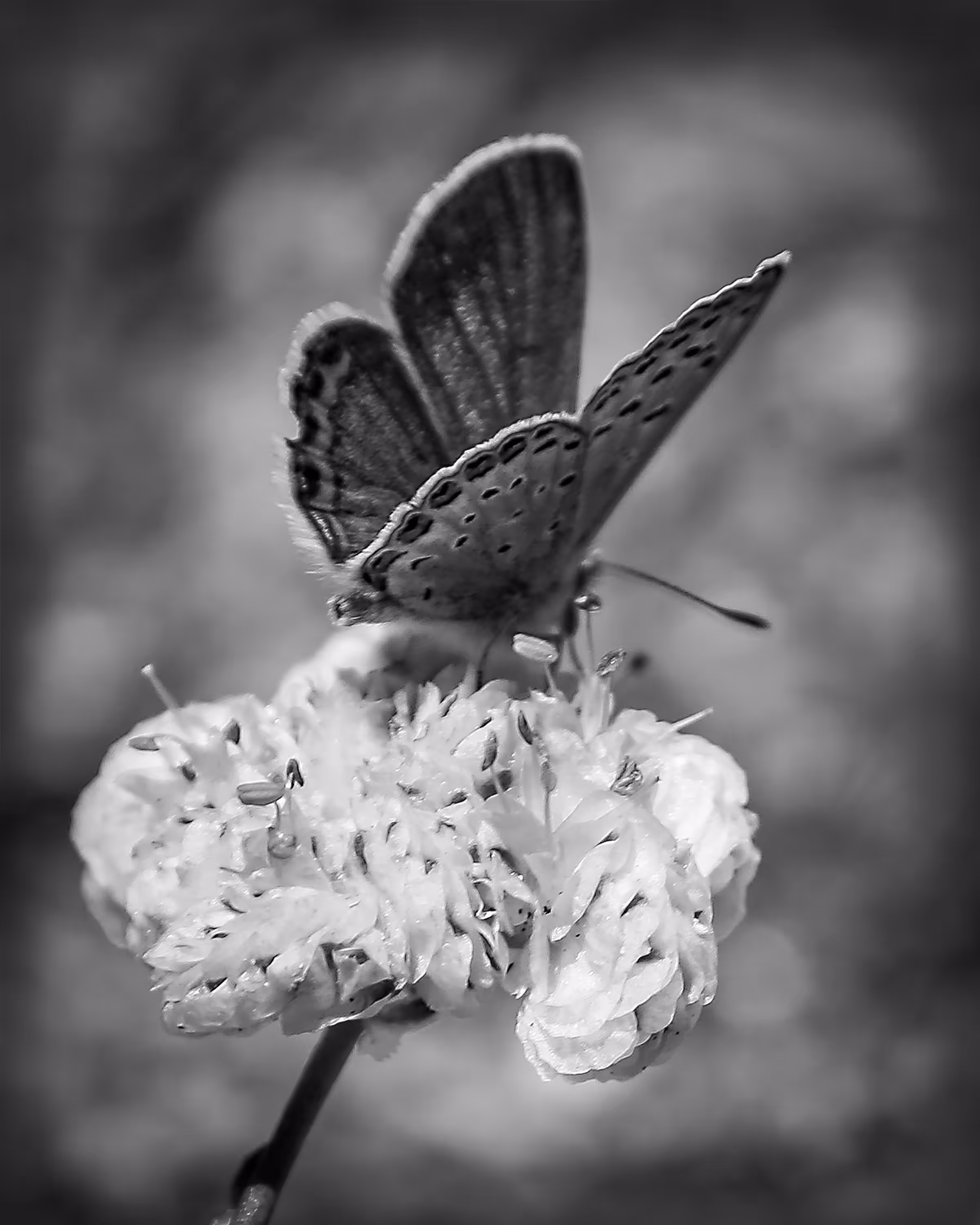 May Hope be Reborn