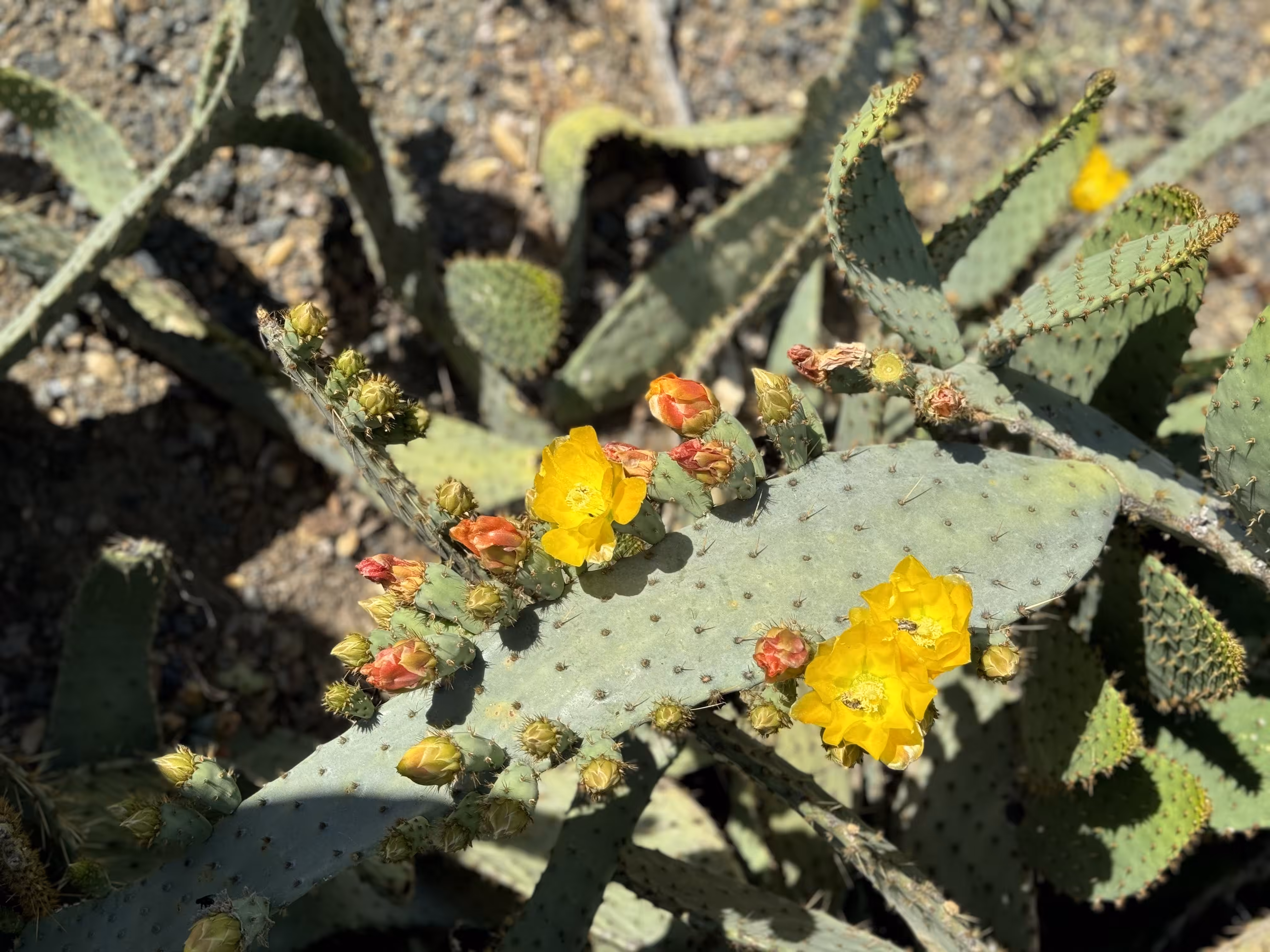 Thorns