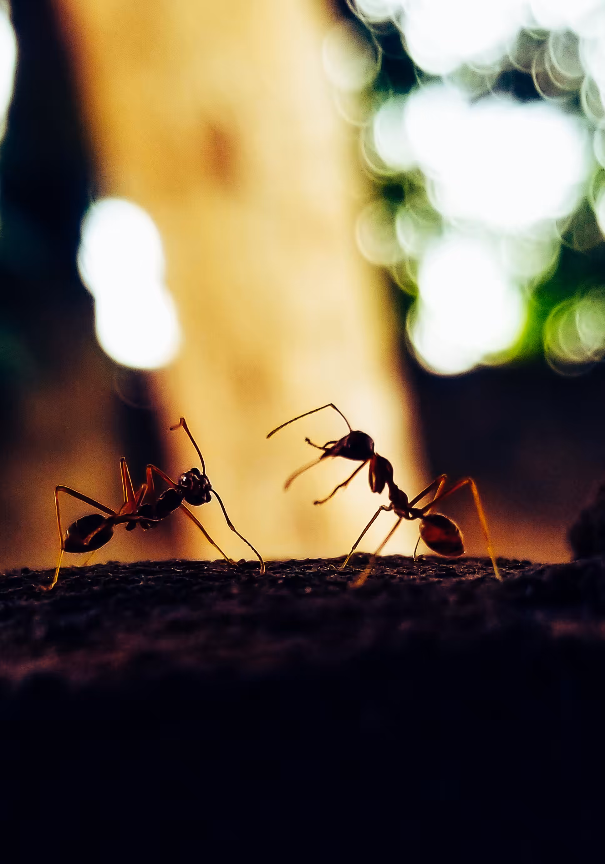 Ant business.