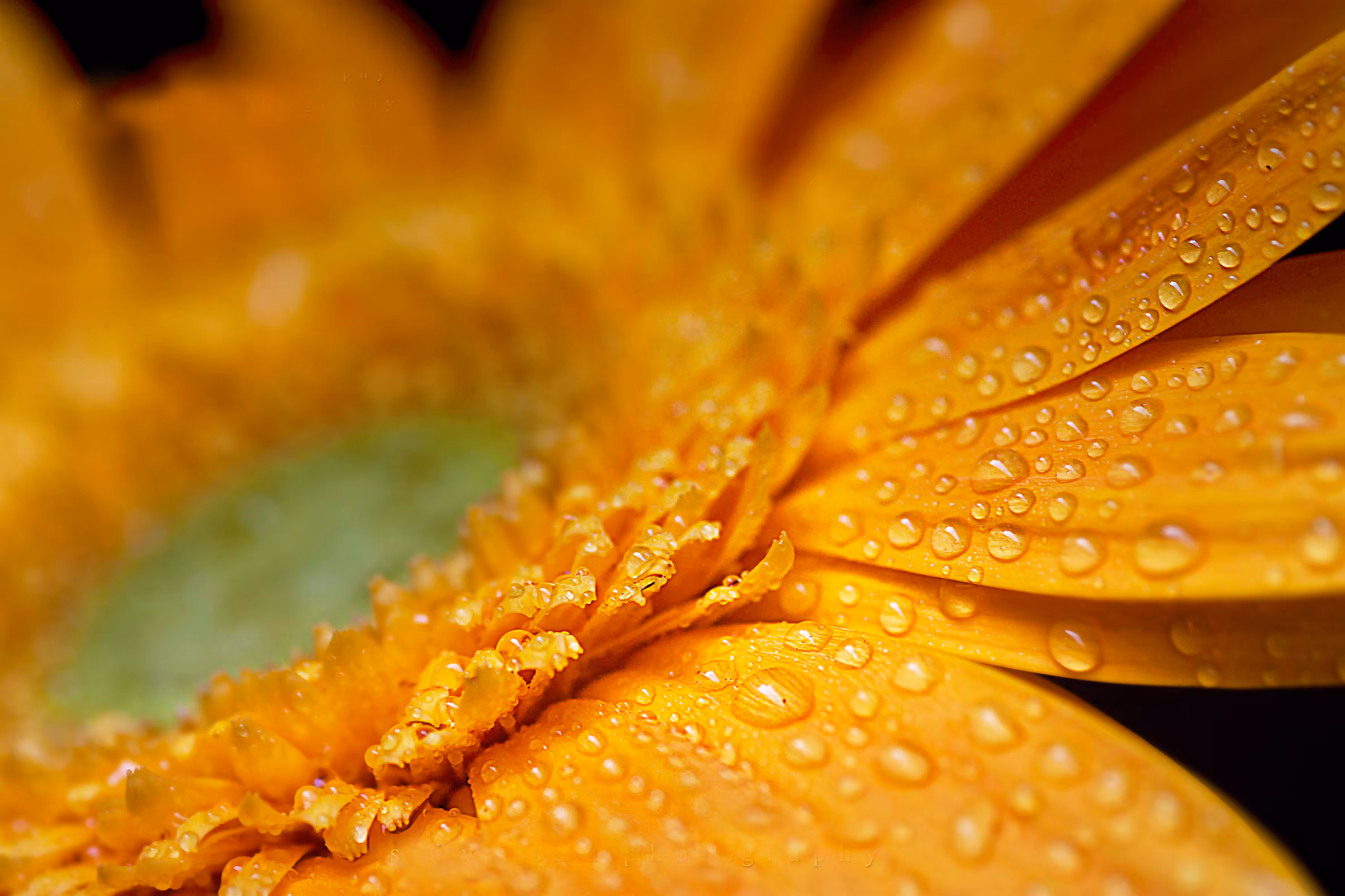 Flowers Tez