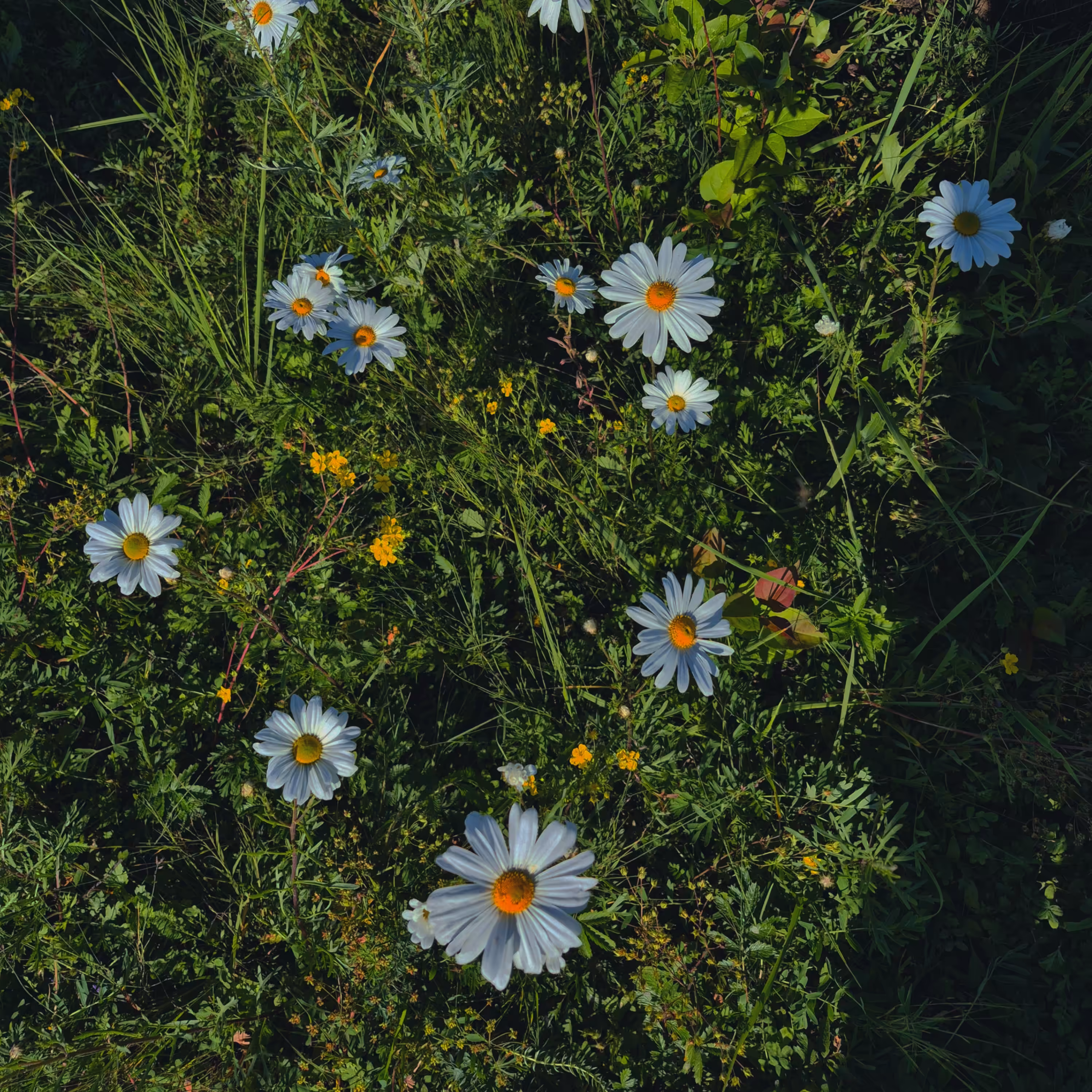 white daisies