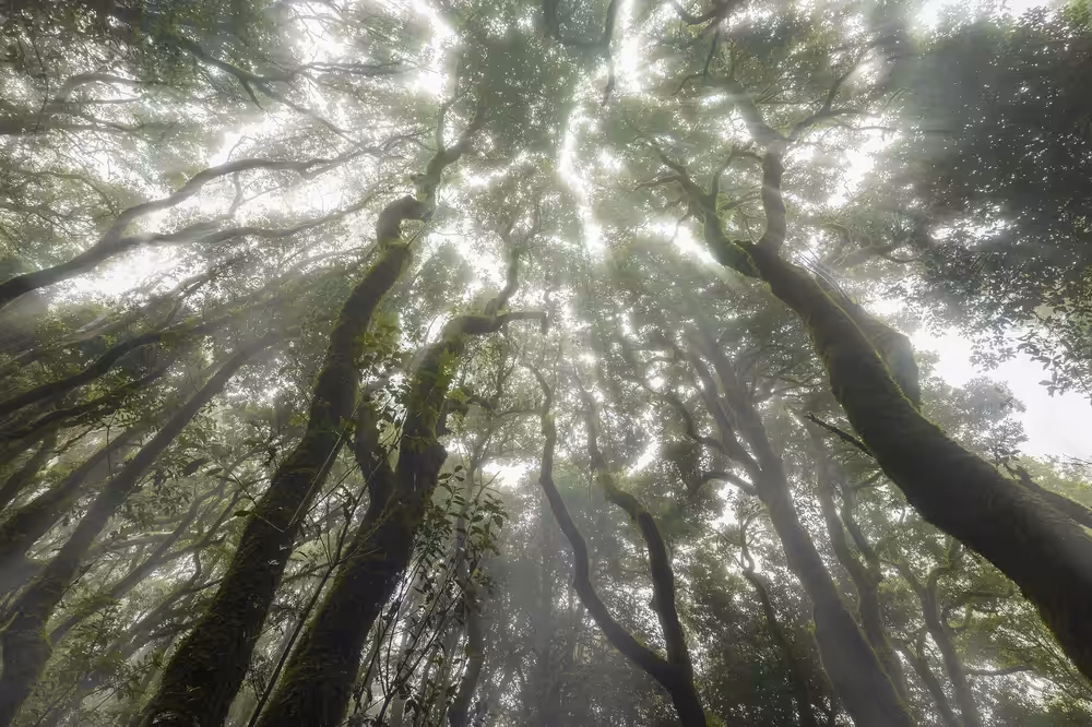 Into the Canopy #1