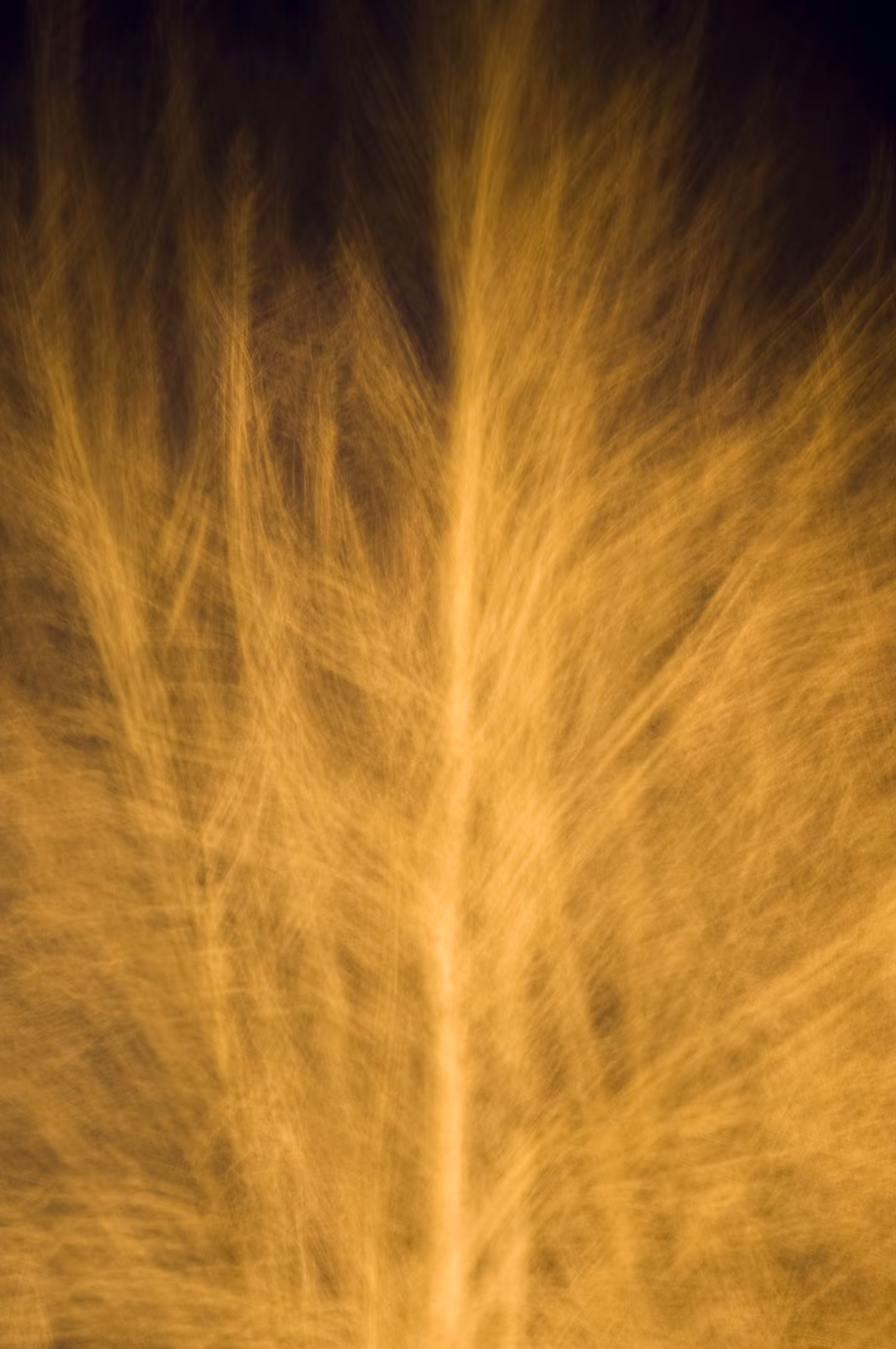 Bare Trees Abstract