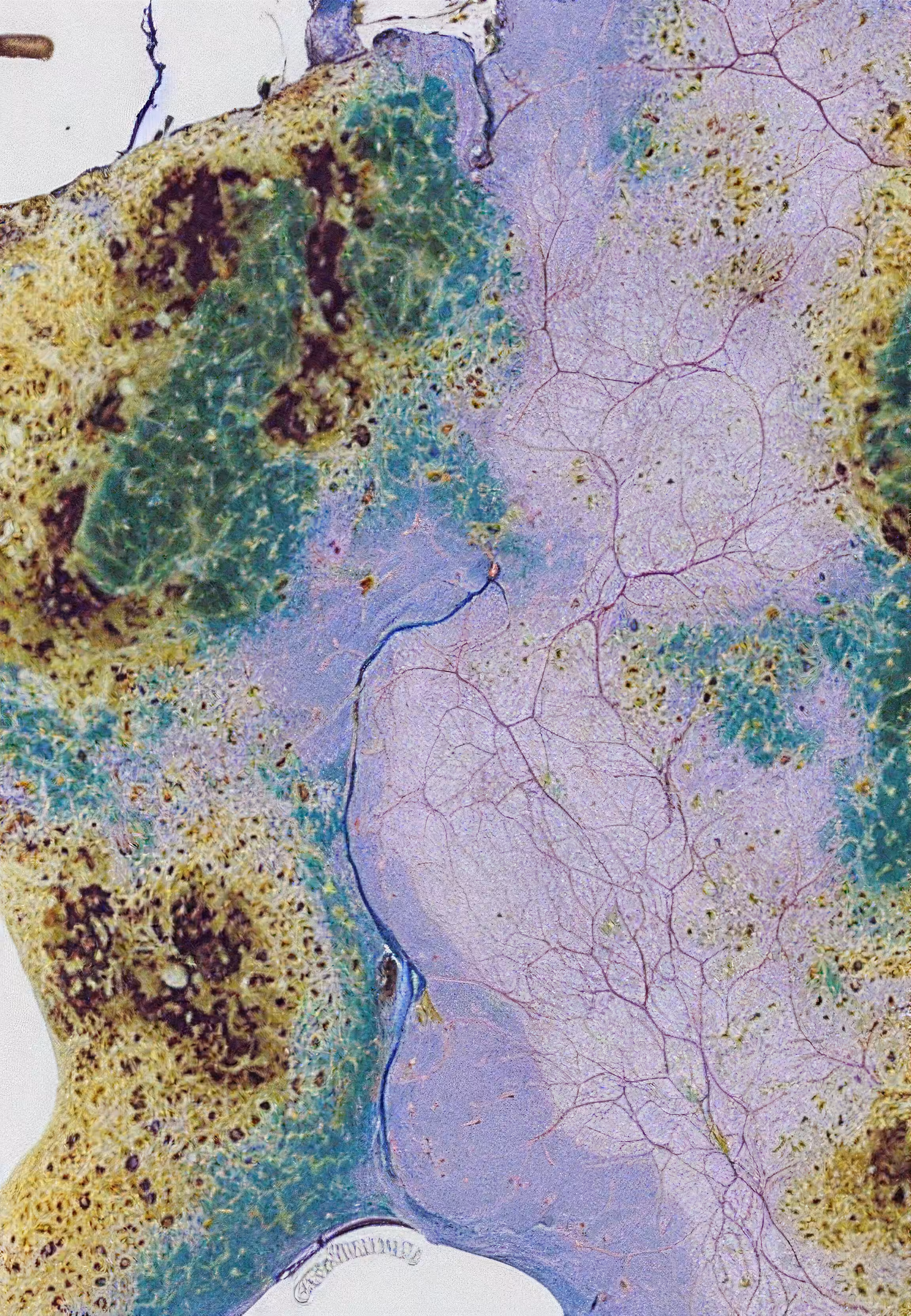 Histologia In Silico #31