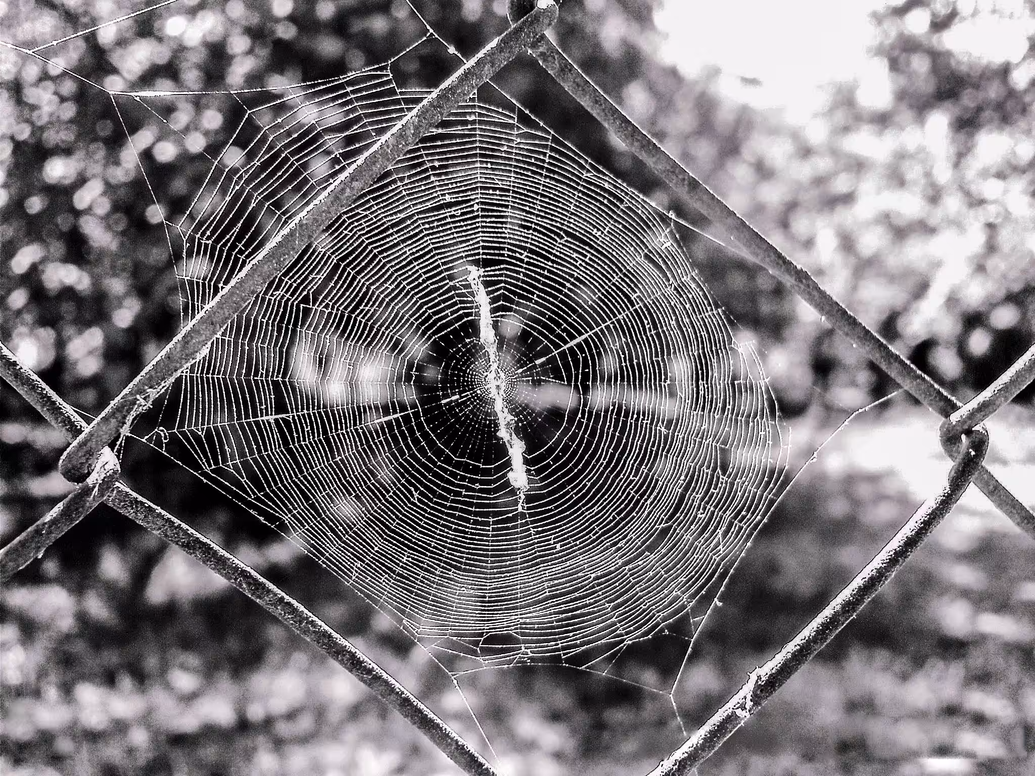 Network