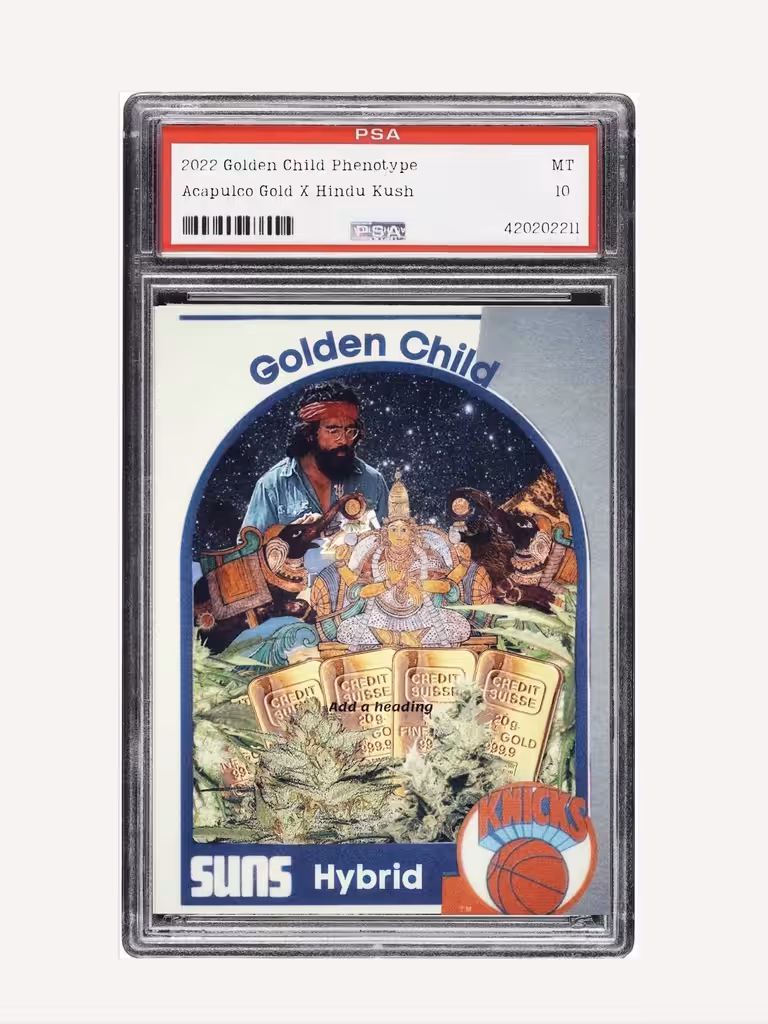 SS2022 Golden Child Hybrid Pheno